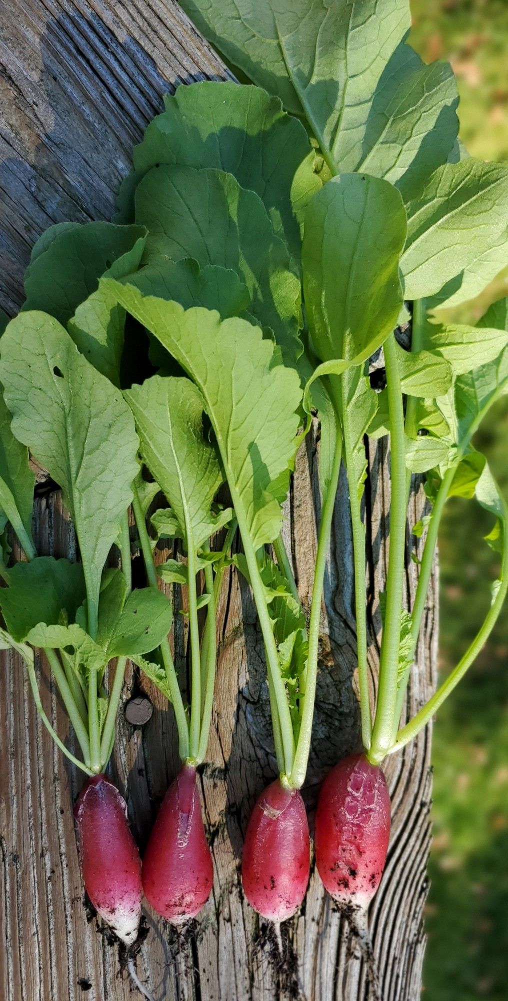 Thumb-sized red and white radishes, freshly harvested, with their green tops.