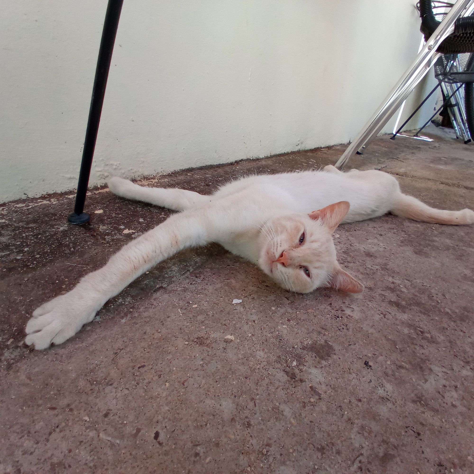 White cat (Damián) stretching on the ground