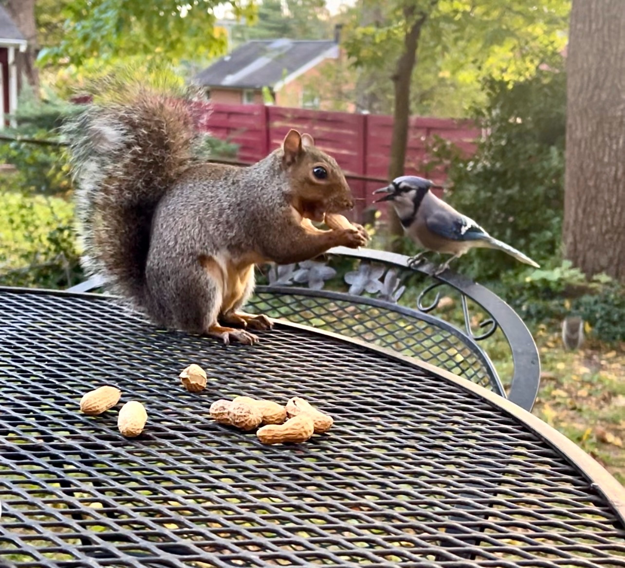 Gray squirrel eating a peanut and getting ready to shake it off in front of a very jealous blue jay. 