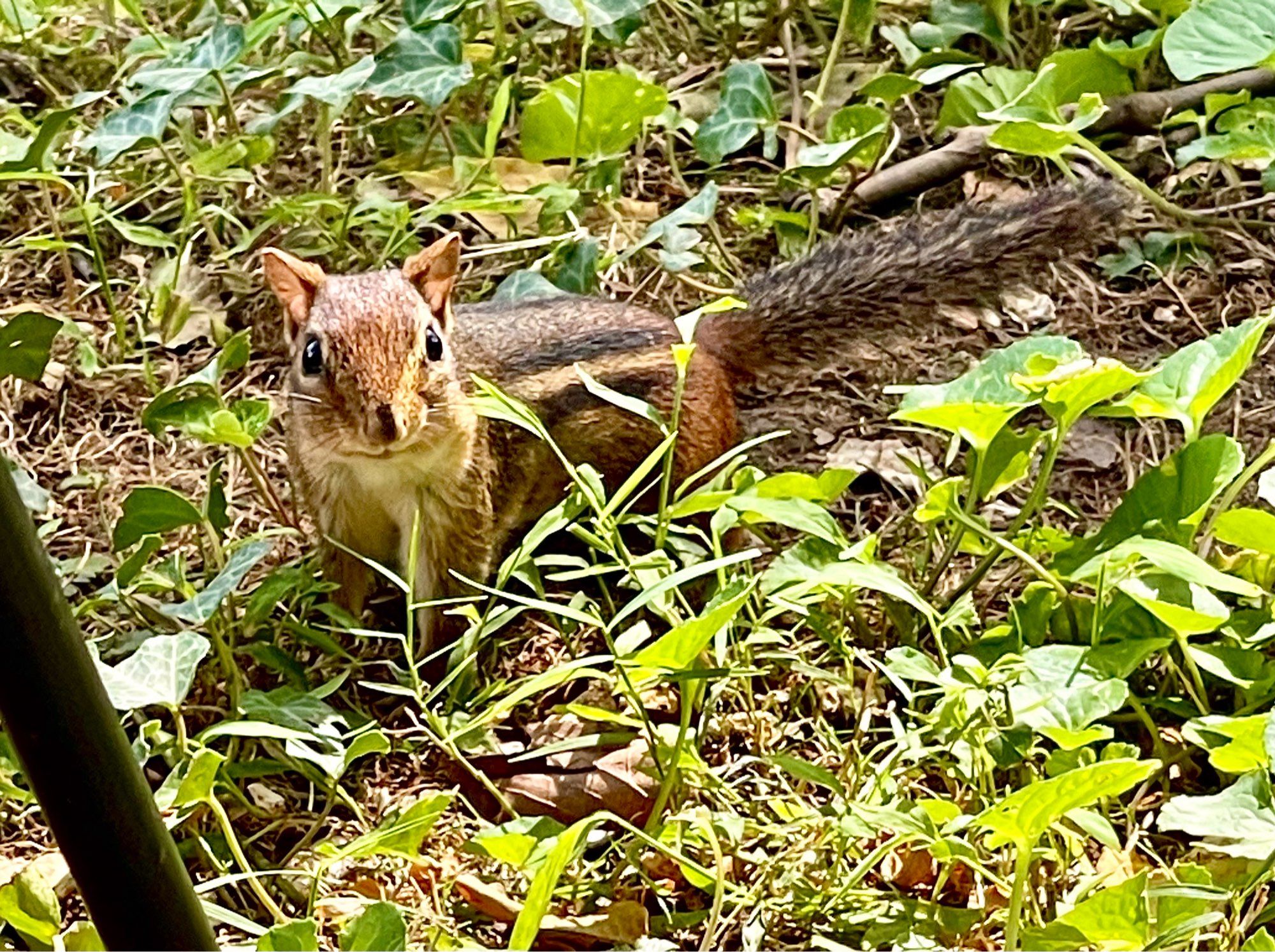 Cute little chipmunk in the grass trying to impress me with his knowledge of Three 6 Mafia songs while competing with the squirrels for peanuts.