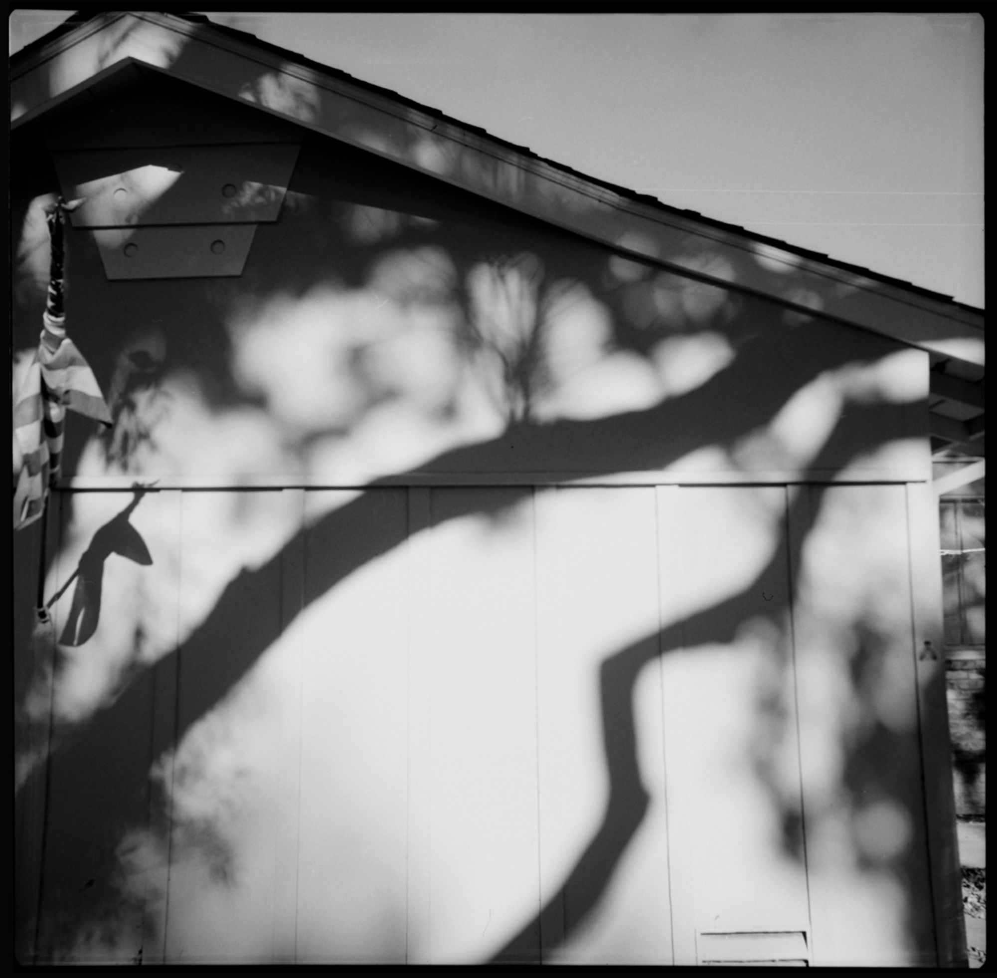 A black and white photo of an American flag wrapped around its pole, hanging from the side of a house, both with shadows from a large, mature Monterey Ash tree.