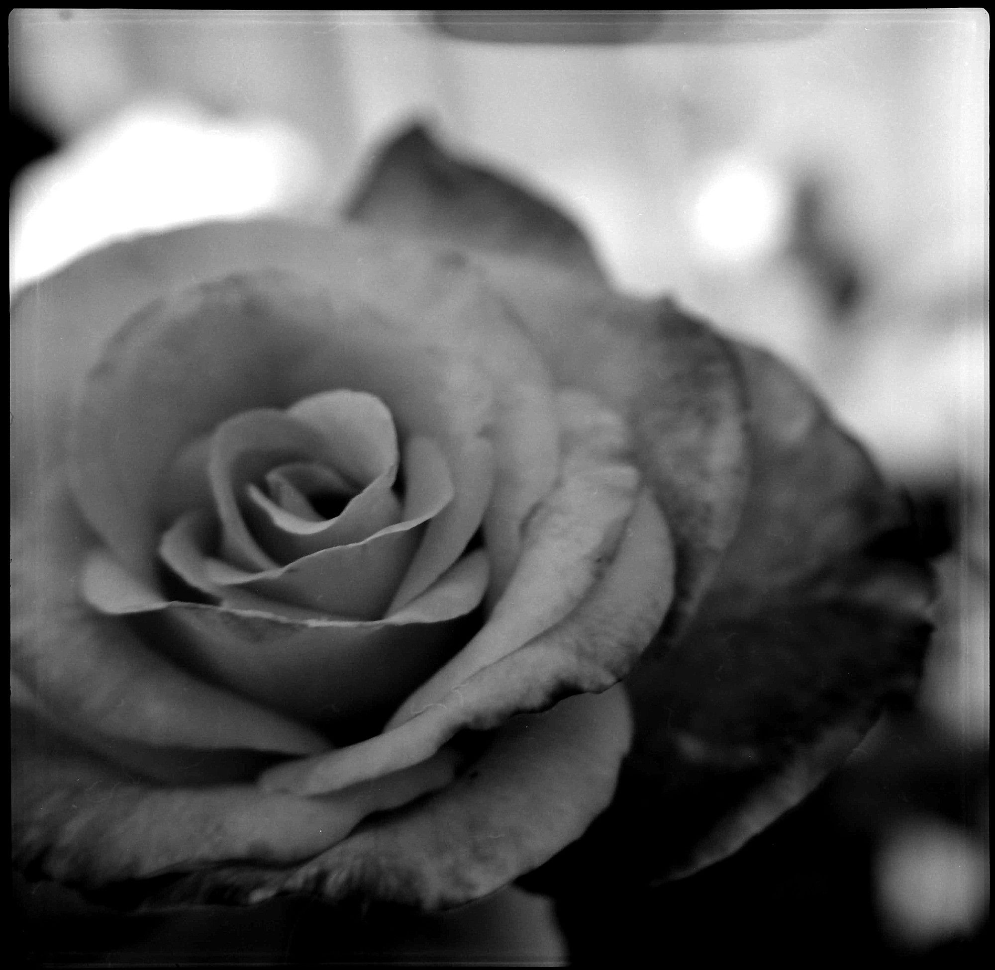 A close-up black and white photograph of a rose, not fully open.