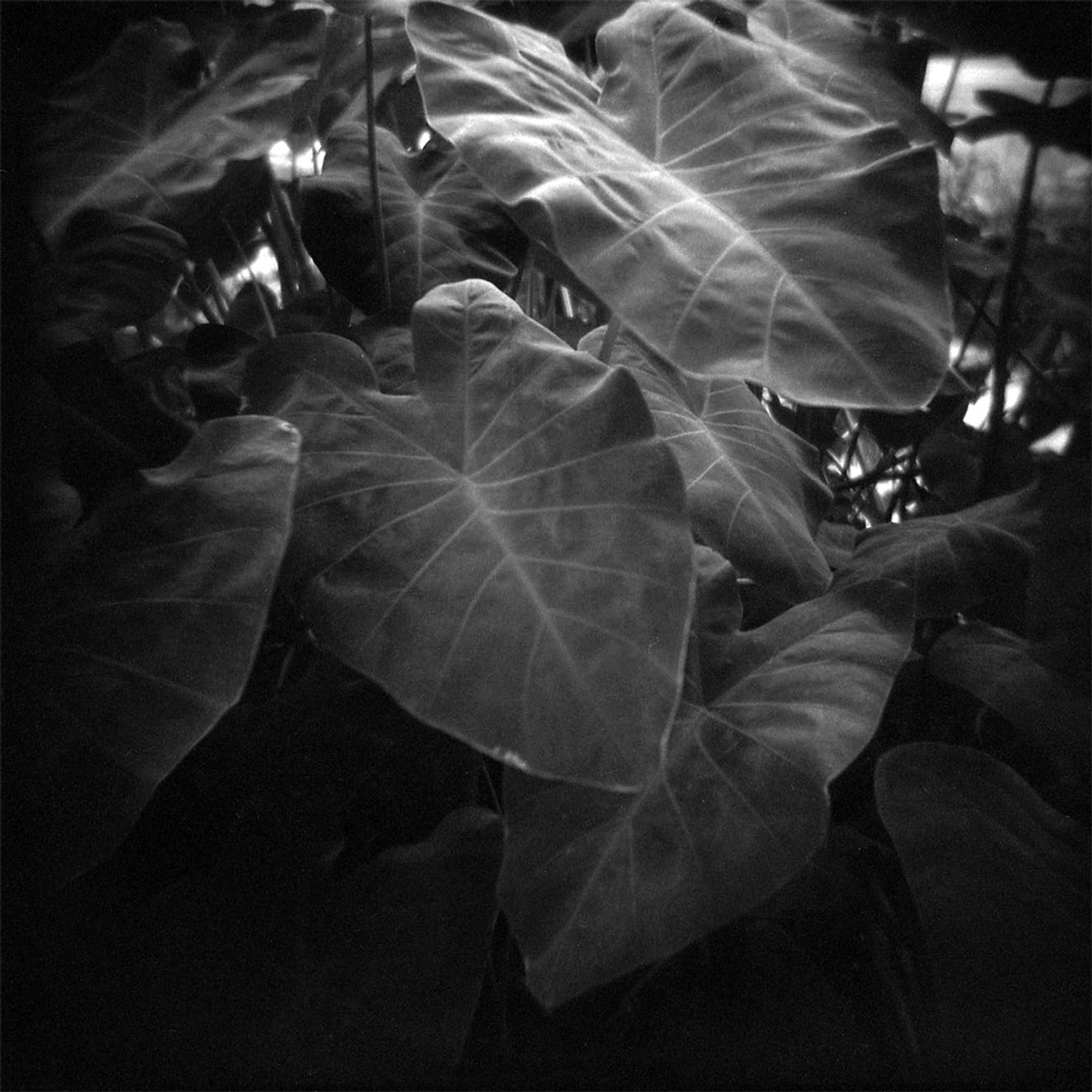 A black and white photograph of an Arrowleaf Colocasia plant, whose large leaves resemble an elephant's ear.