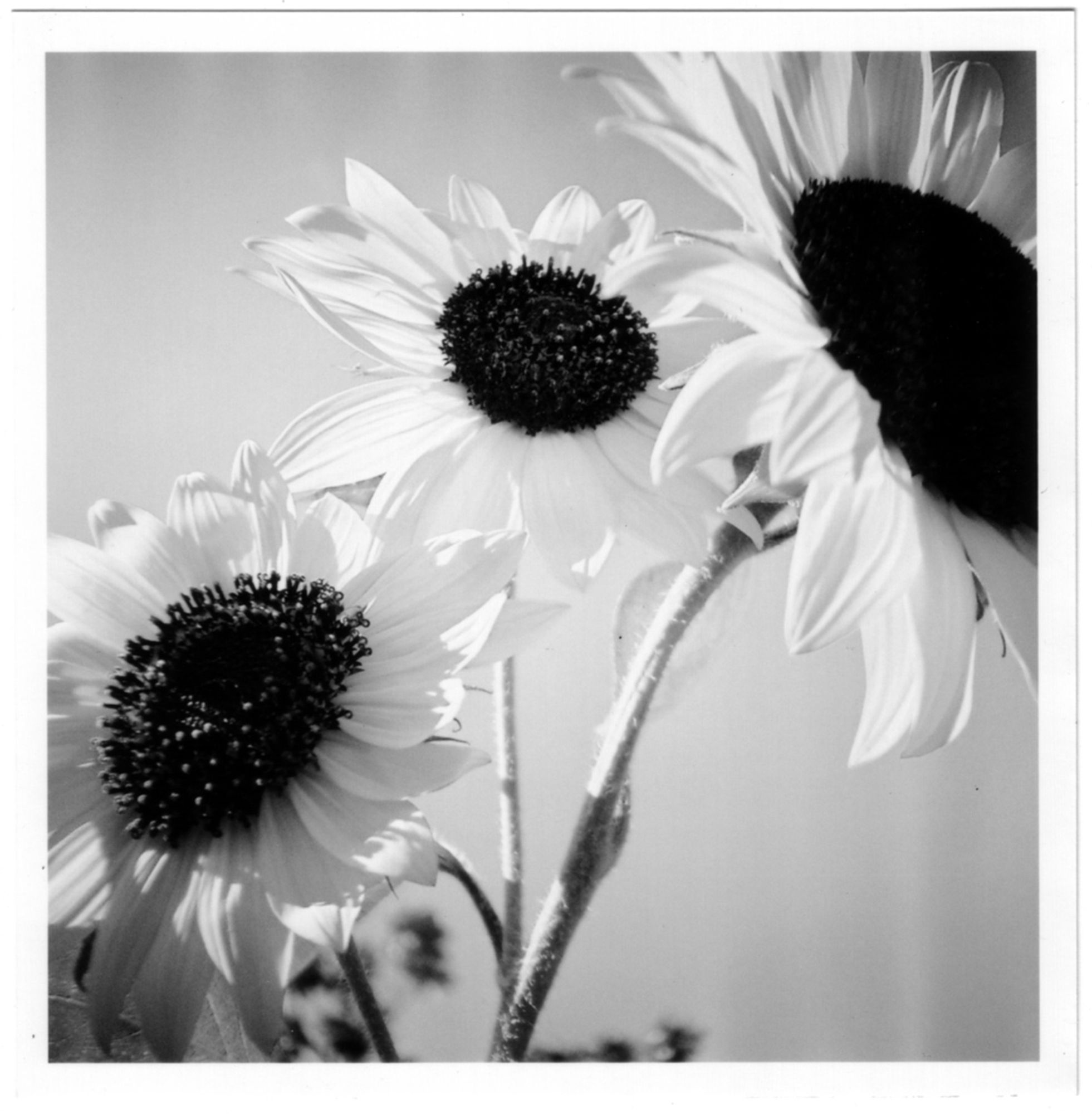 A high contrast square black and white close-up photo of a trio of sunflowers.