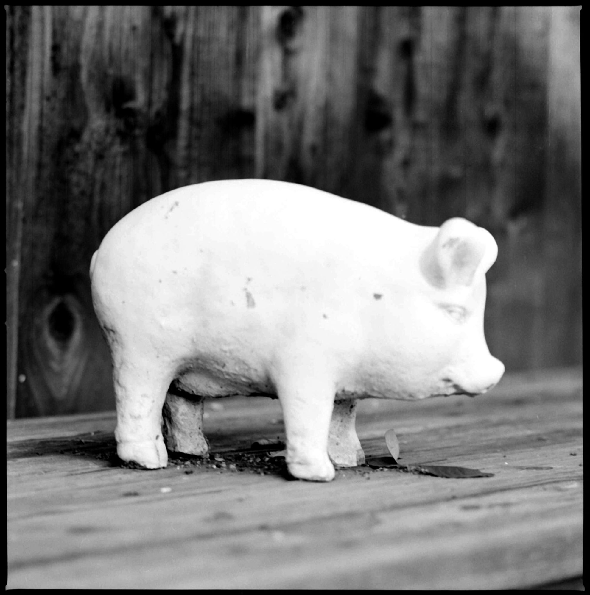 A black and white photo of a small pig garden statue, displayed on an old wooden bench, amongst a few leaves from a privet tree, with a wood fence in the background.