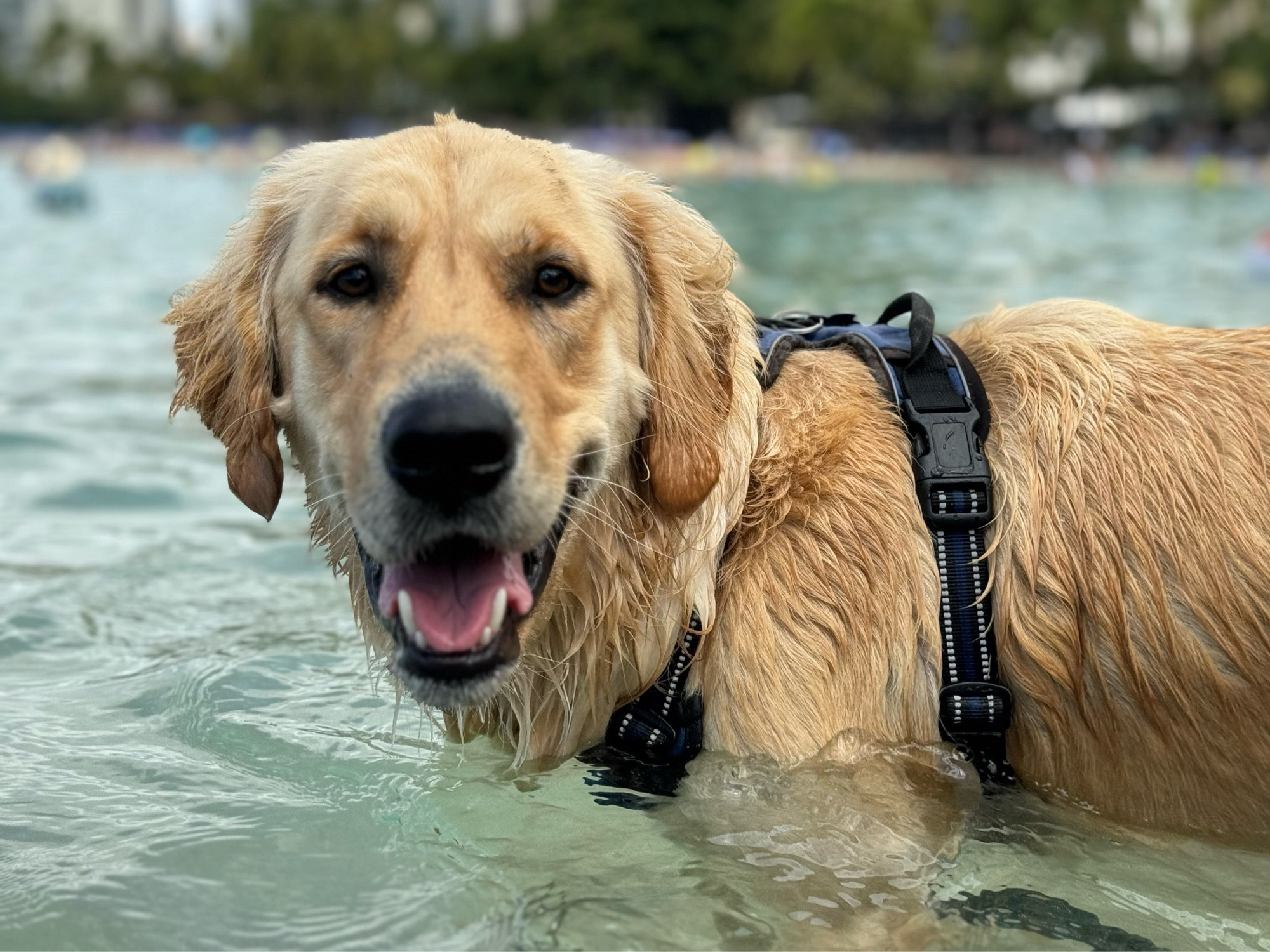 An 18-month-old male golden retriever with a harness in the wading pools off Waikīkī Beach on a sunny blue day.