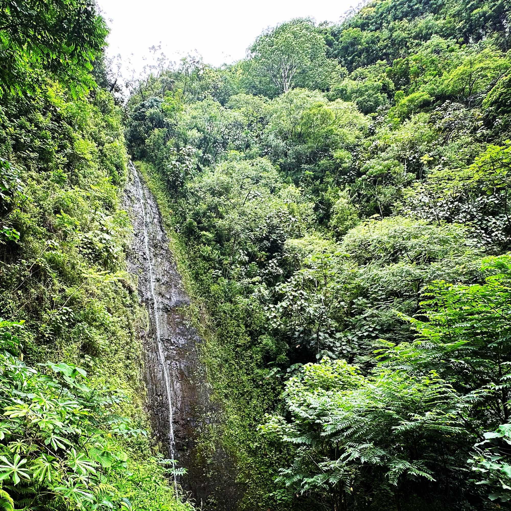 Mānoa Falls, a narrow waterfall at the back of a valley north of Honolulu.