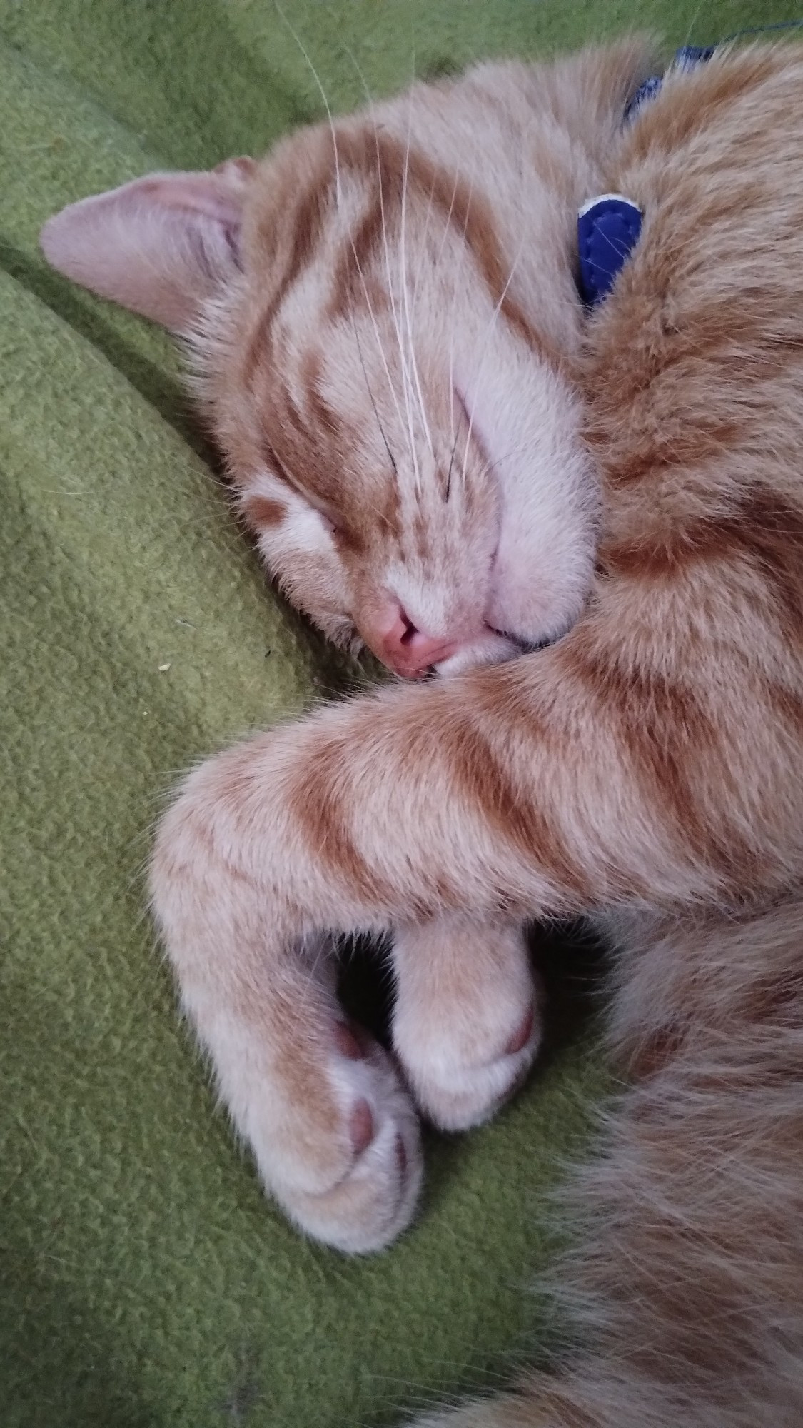 Gato naranja durmiendo 