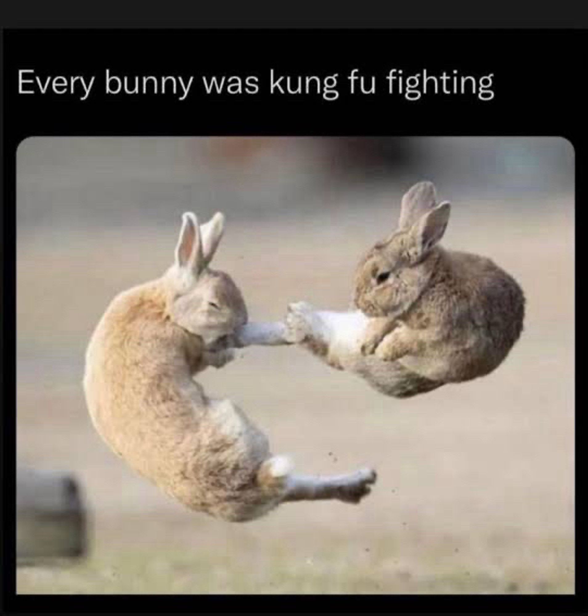 Two bunnies airborne kicking each other, captioned ‘Every bunny was kung-fu fighting’