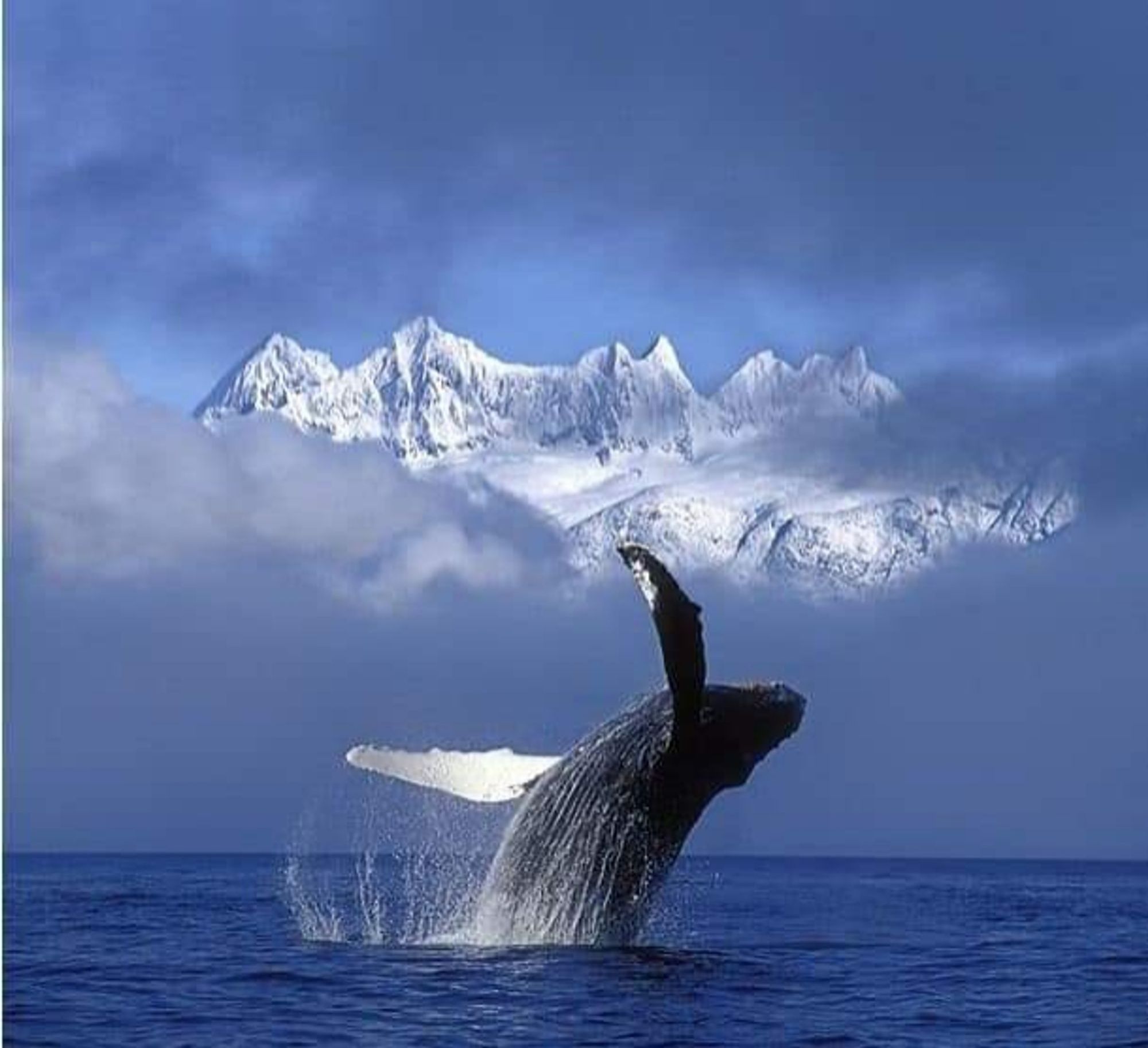 J. Hyde 
Cette photo montre une baleine à bosse sautant hors de la surface de l’océan, avec en arrière-plan des montagnes enneigées sous un ciel bleu clair nuageux.