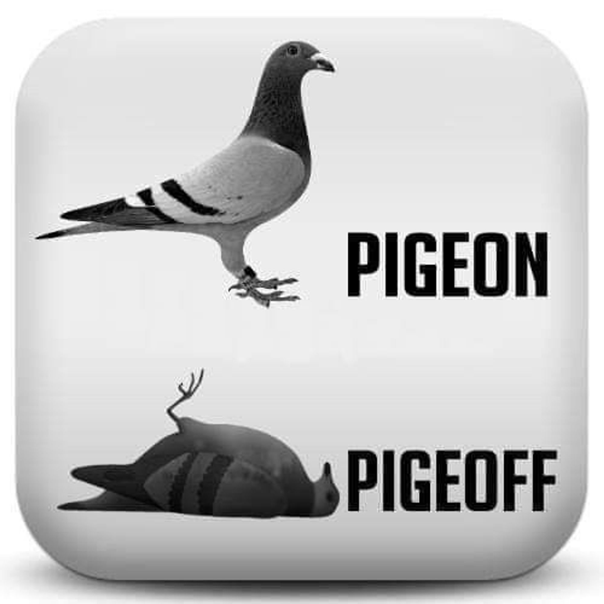 pigeon (debout)
pigeoff (sur le dos)