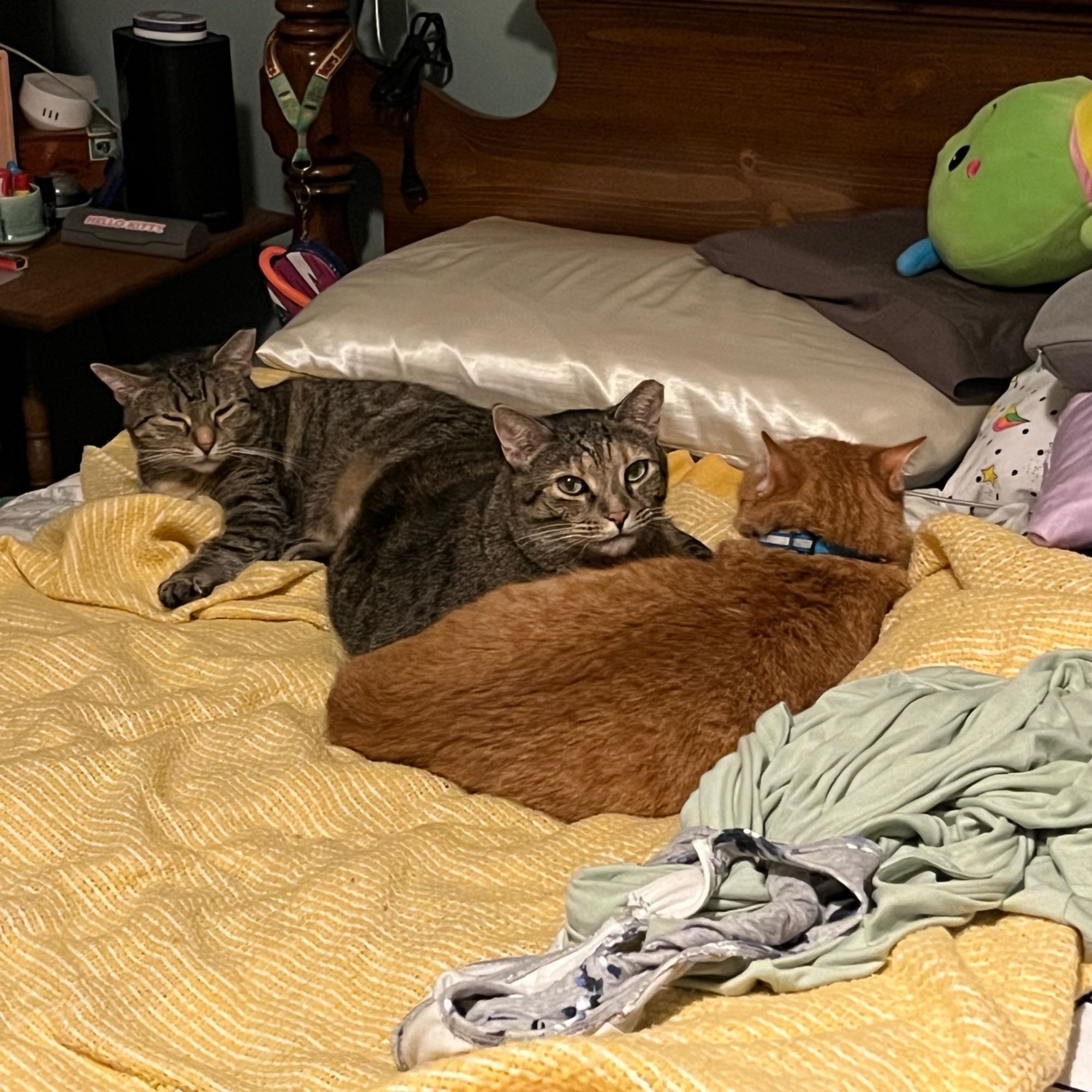 Three cats are snuggling on a yellow blanket on the bed. The bed is messy with little pillows and clothes, but on the less messy side are a black tabby squinting sleepily, that's Baby, a tortoiseshell named Viper looking at the camera, and her orange brother Pumpkin with his back to us. Baby lays off to the side, while Viper and Pumpkin are curled together.