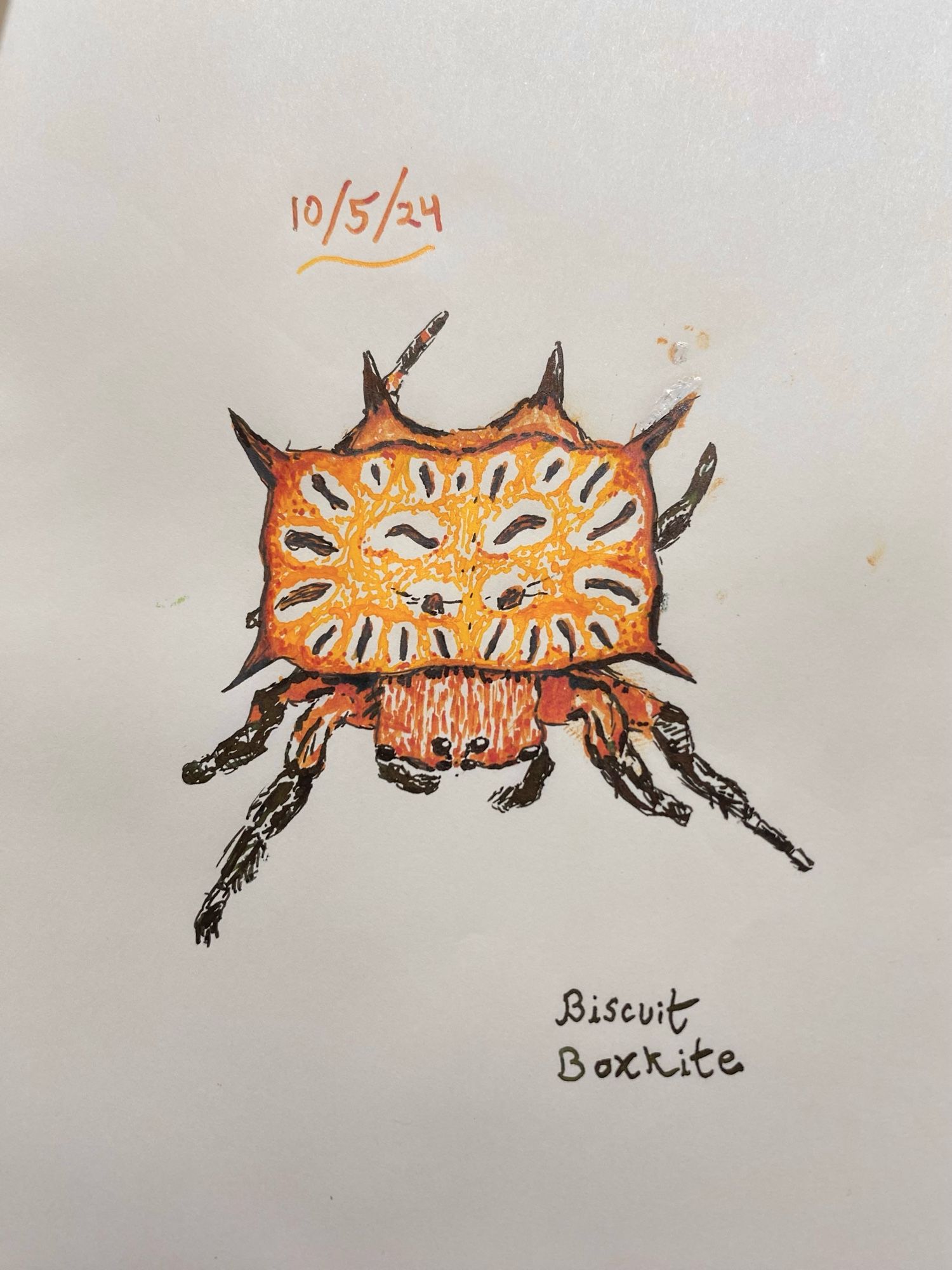 Ink sketch in black and two hues of orange of a spider that looks like it has a toaster strudel on its back