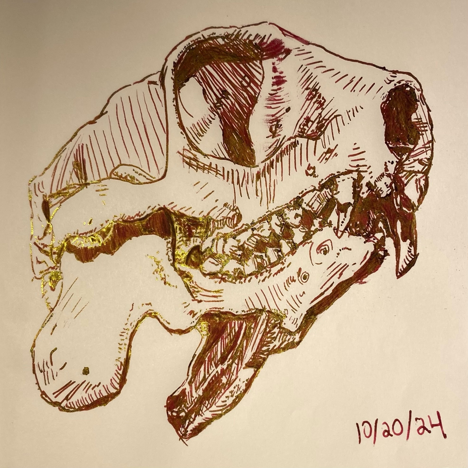 Dark red ink sketch of an animal skull. The ink also has a bit of green-gold sheen