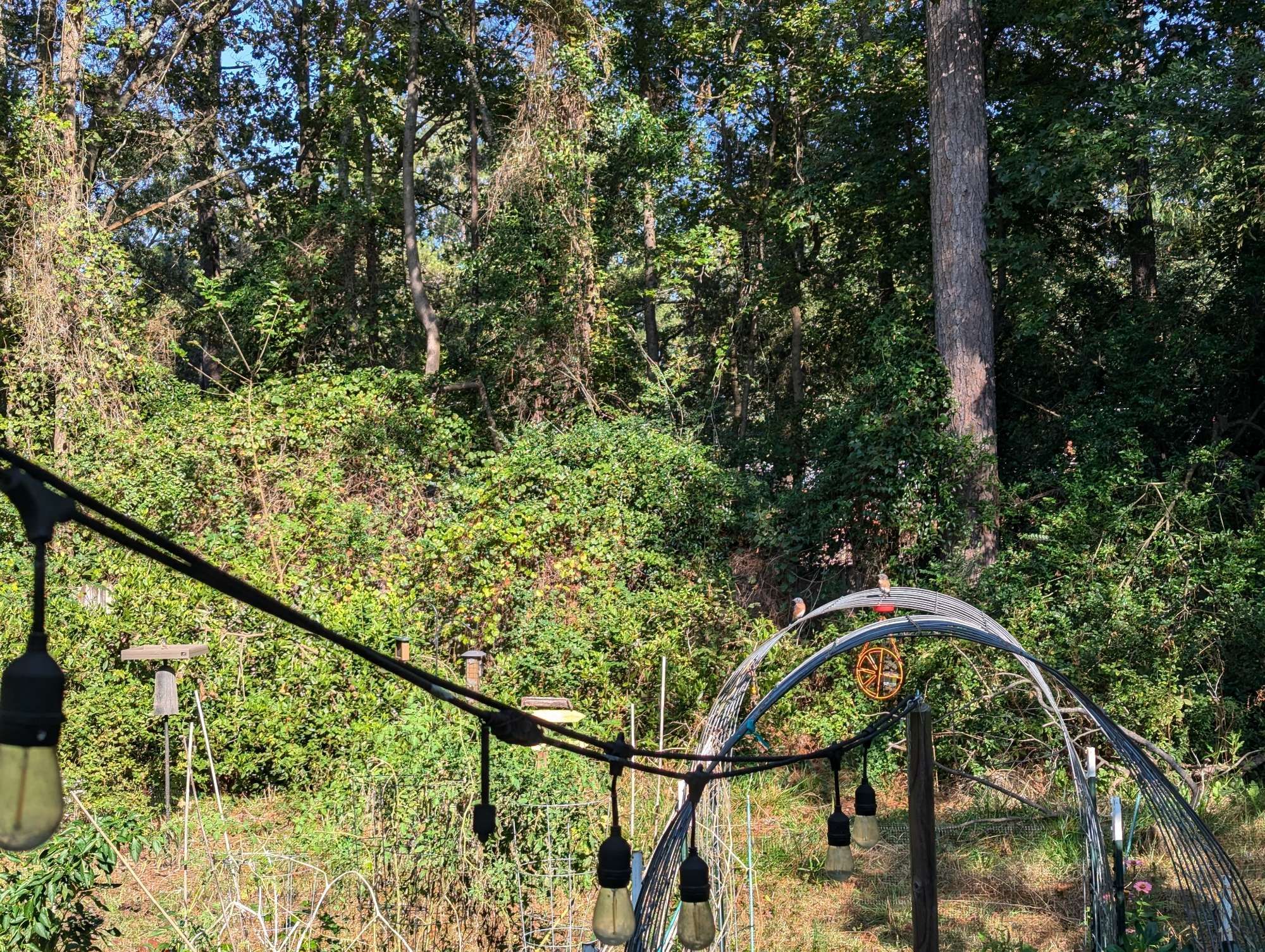 A highly unmanaged backyard/garden, with string lights in the foreground, two cattle panel arched trellises, the sad remnants of some tomato plants, and several shrubs & brambles in front of a mostly hidden wooden fence. Two Eastern Bluebirds are perched atop the further trellis, taking a drink from an ant moat above an empty feeder.