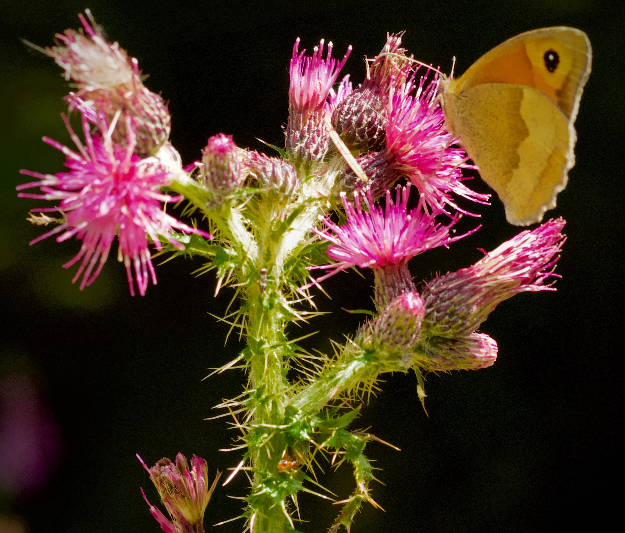 A pink thistle with a brown butterfly against a dark background.