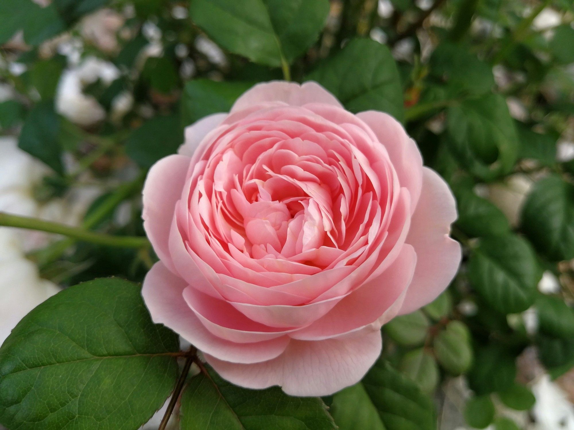 Rose anglaise de couleur rose 

Source image : unsplash