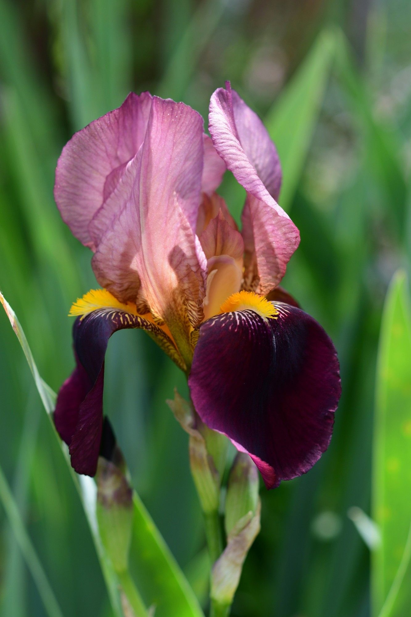 Iris tricolore mauve, fauve et violet.

Source image : unsplash