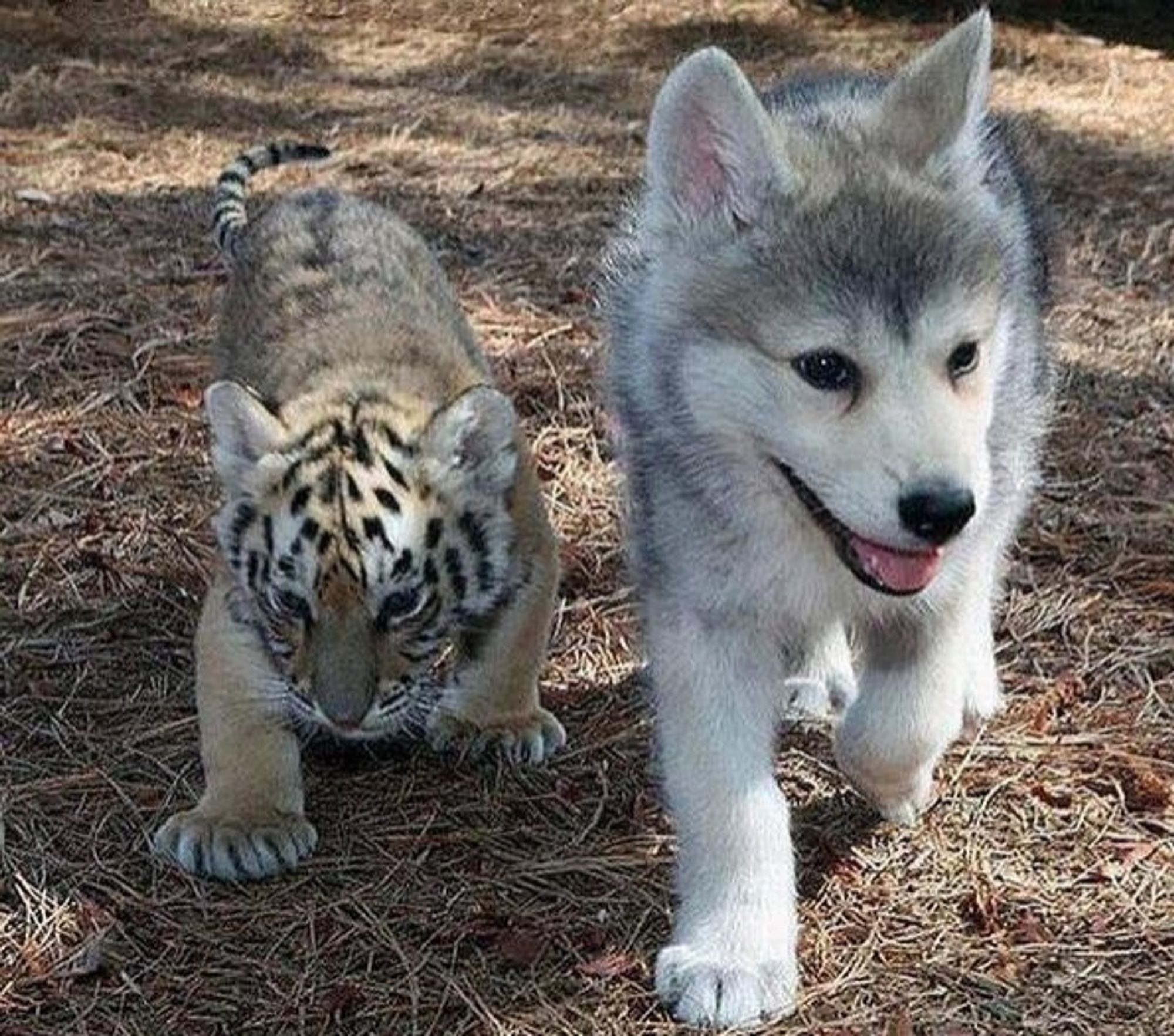 A puppy and a tiger cub.