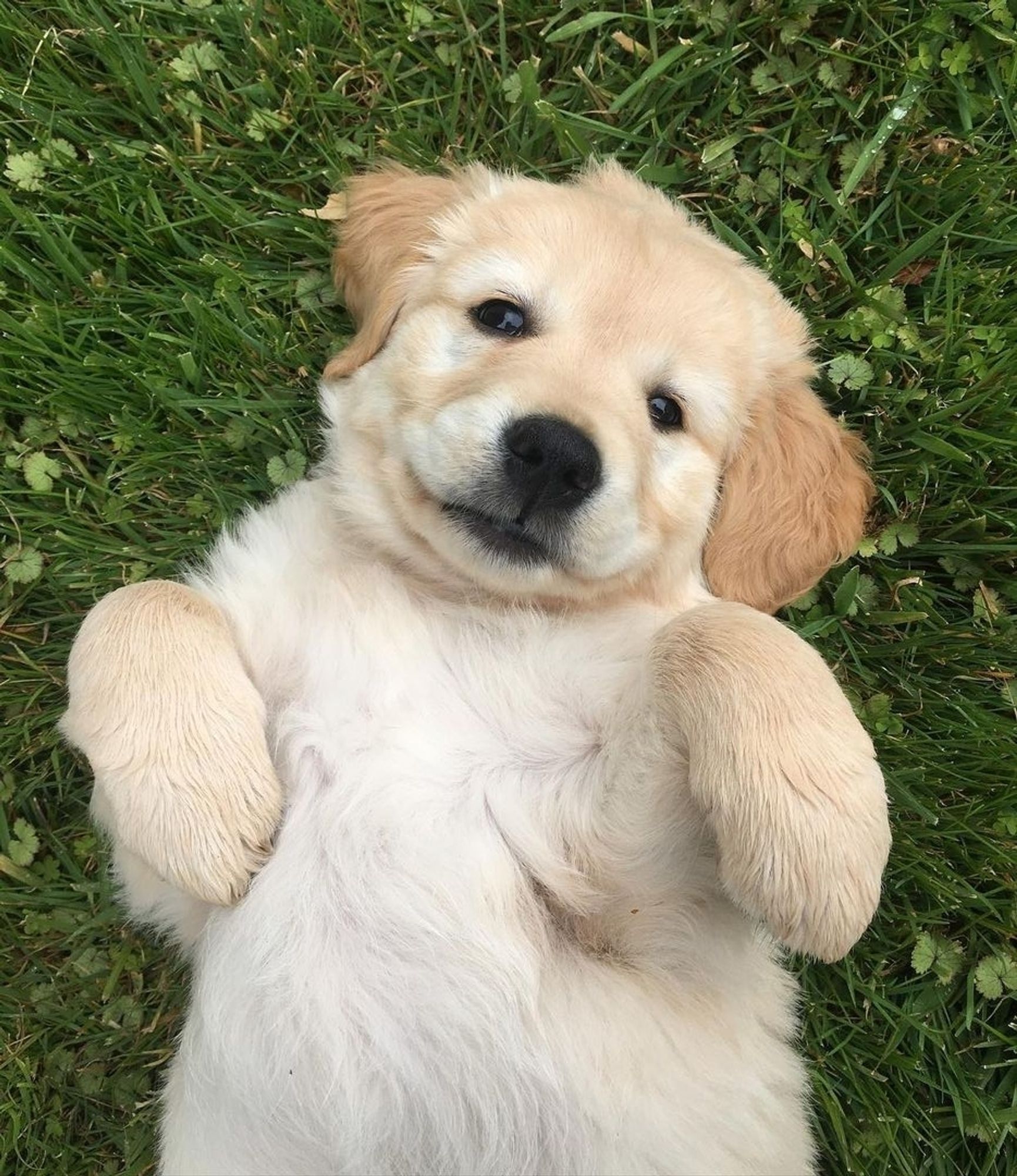 Puppy (golden retriever) laying on the grass.