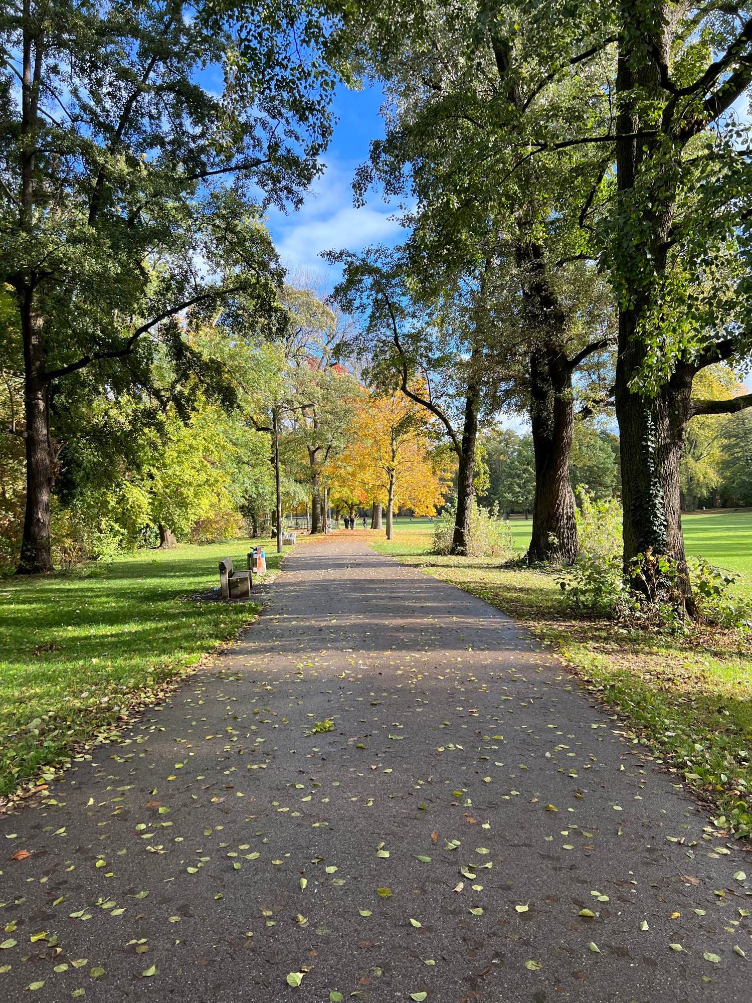 Way in a park on a fall day with yellow leaves , sun shines and makes it bright