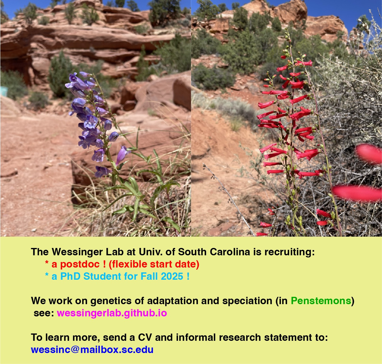 The Wessinger lab at University of South Carolina is recruiting a postdoc and a phd student. We work on genetics of adaptation and speciation in penstemons. To learn more, contact wessinc@mailbox.sc.edu