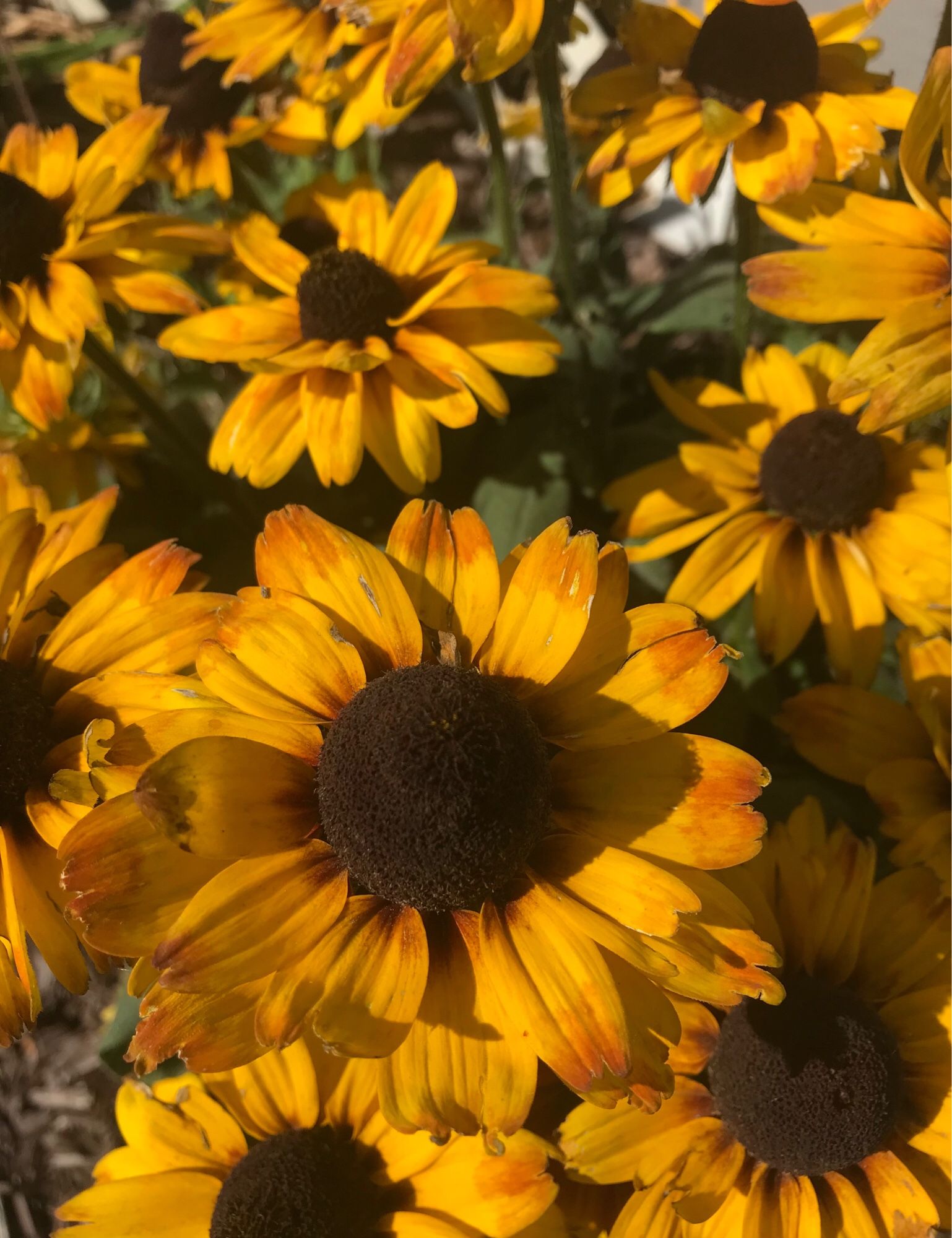 Autumn yellow flowers in my yard spreading their light to passerby people.