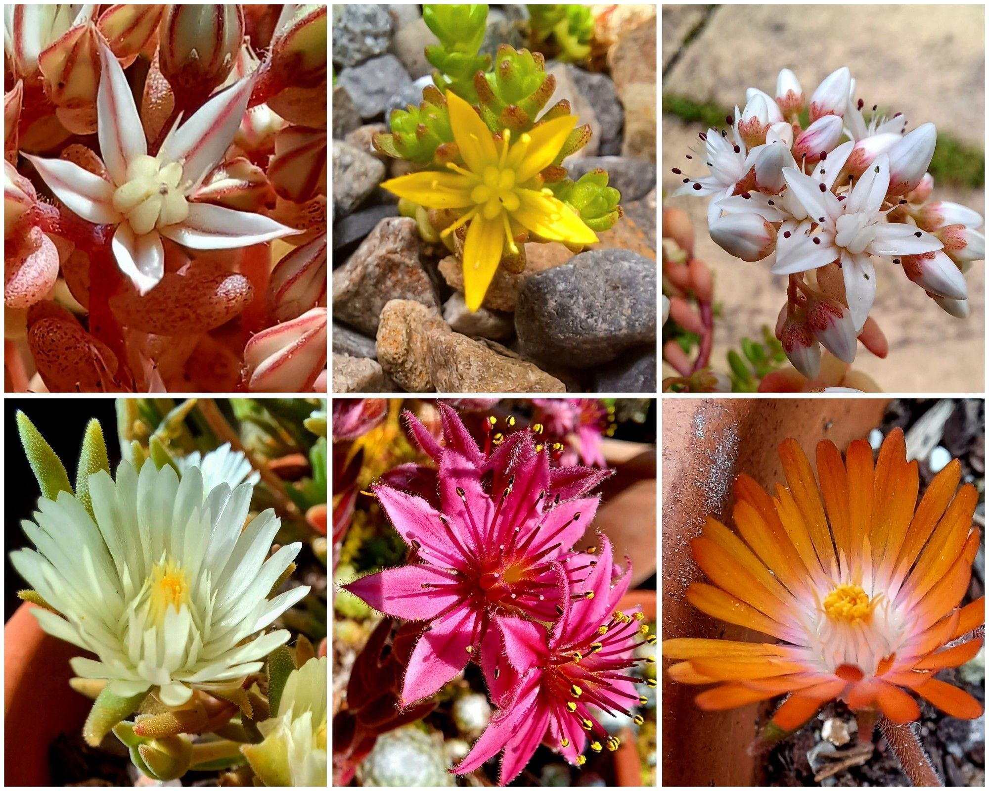 Sedums 'Ruben's Lizard', 'sexangulare' and 'angligum', flowers in pink, acid yellow and white, with a white and an orange flowering delosperma cooperii from the jewels of the desert' series and a magenta sempervivum 'Arctic white' flower