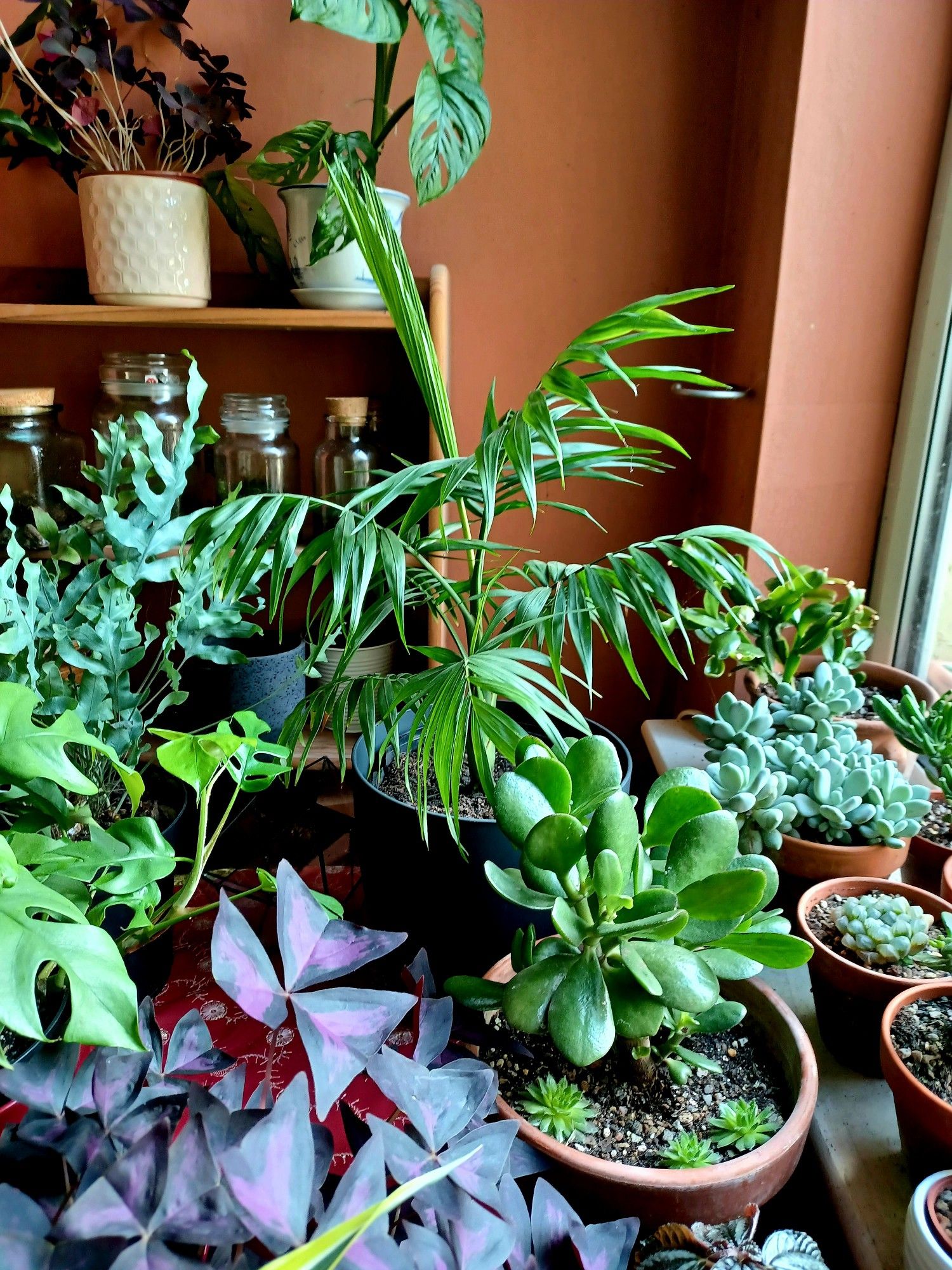 A collection of various houseplants in my dining room window, including oxalis triangularis, crassula ovata, mini-monstera, phlebodium aureum, chamaedorea elegans,  monstera adansonii and assorted succulents