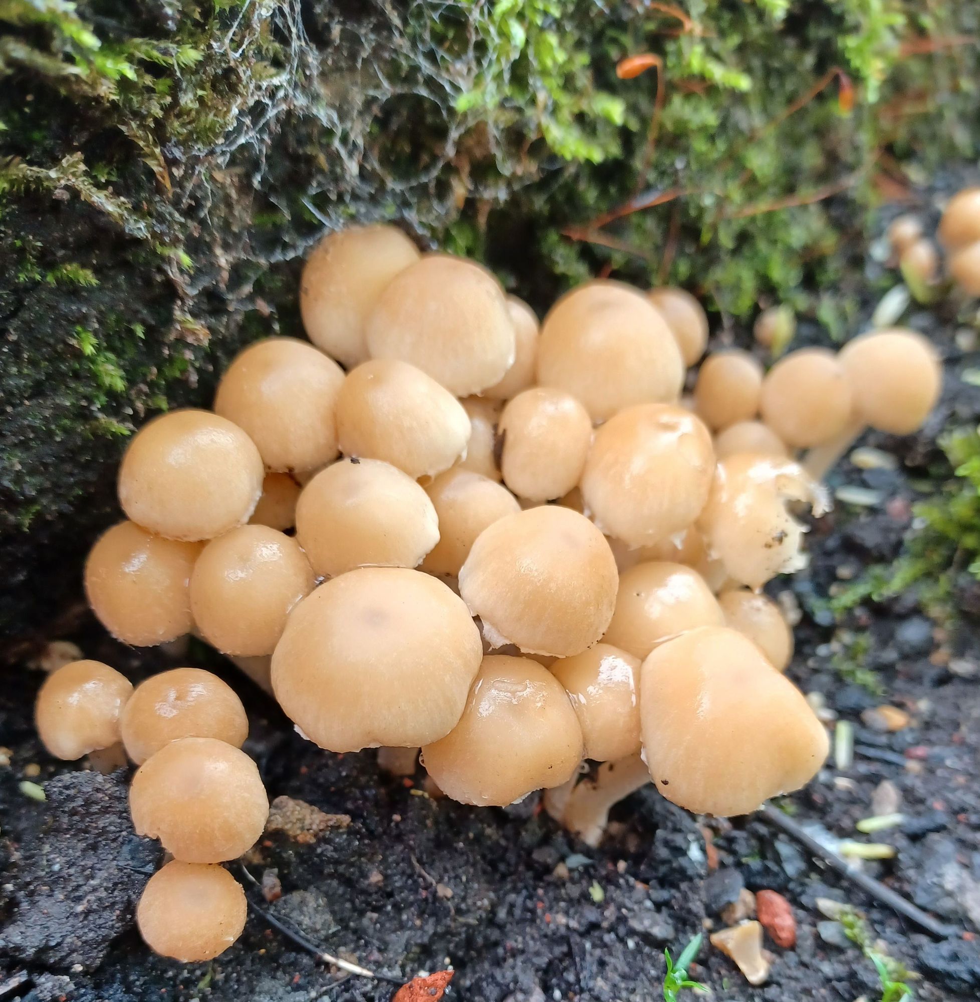 Mushrooms, possibly sulfur tuft mushrooms but I would NOT take my word as gospel on that one if I were you.