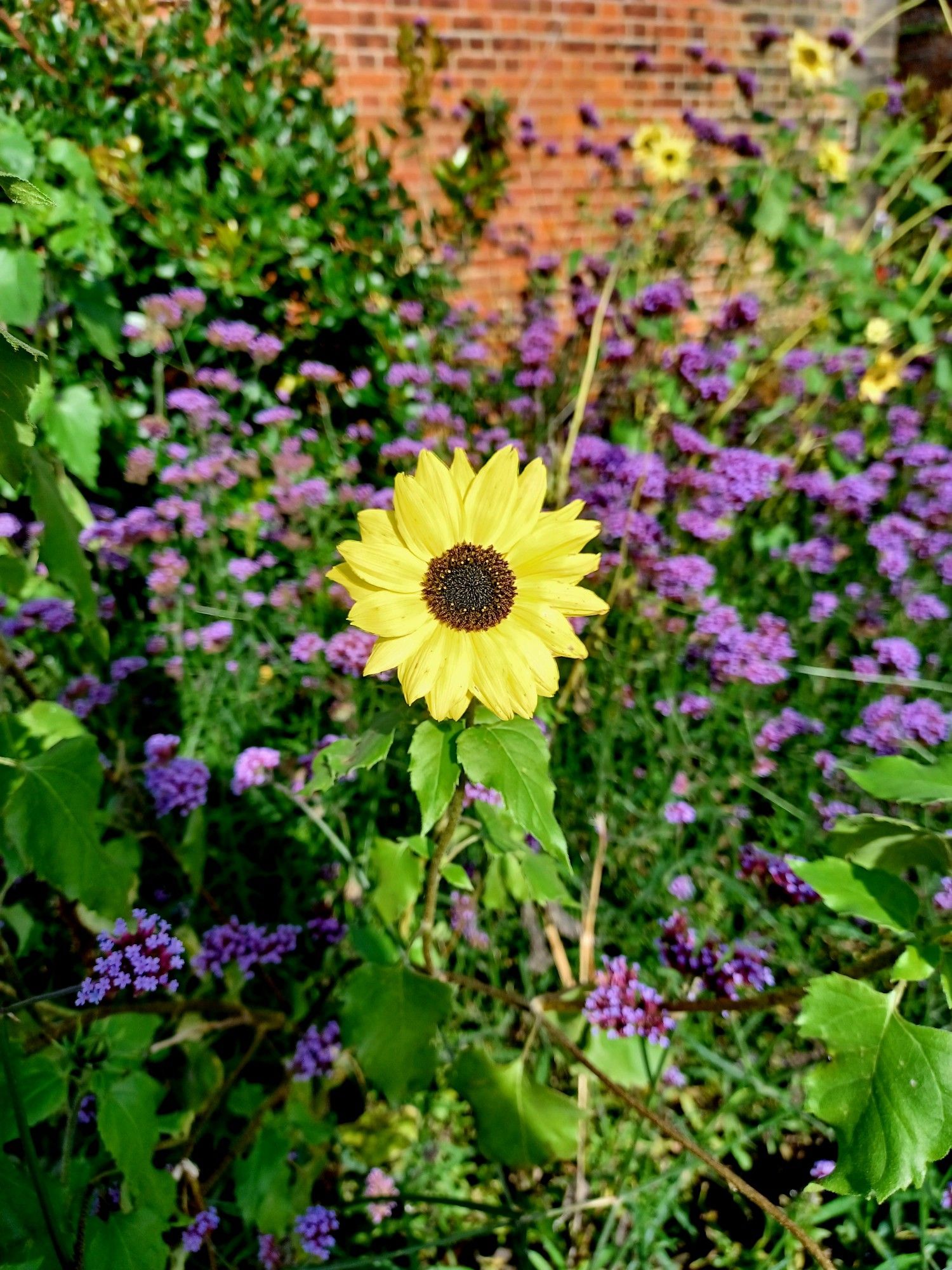 Sunflower in the walled garden at RHS bridgewater