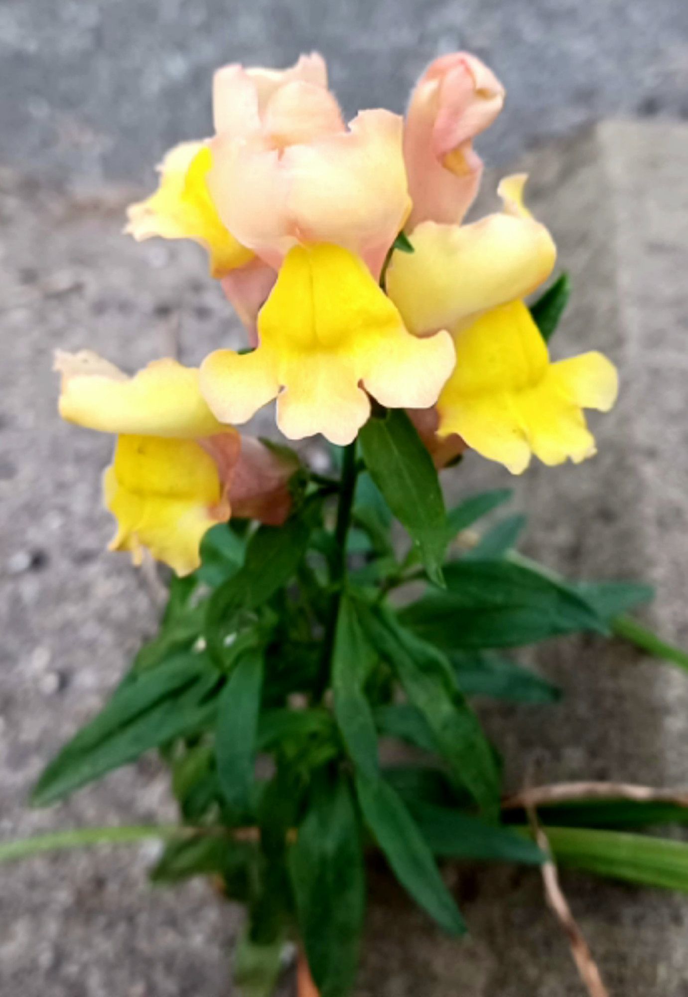 yellow snapdragon