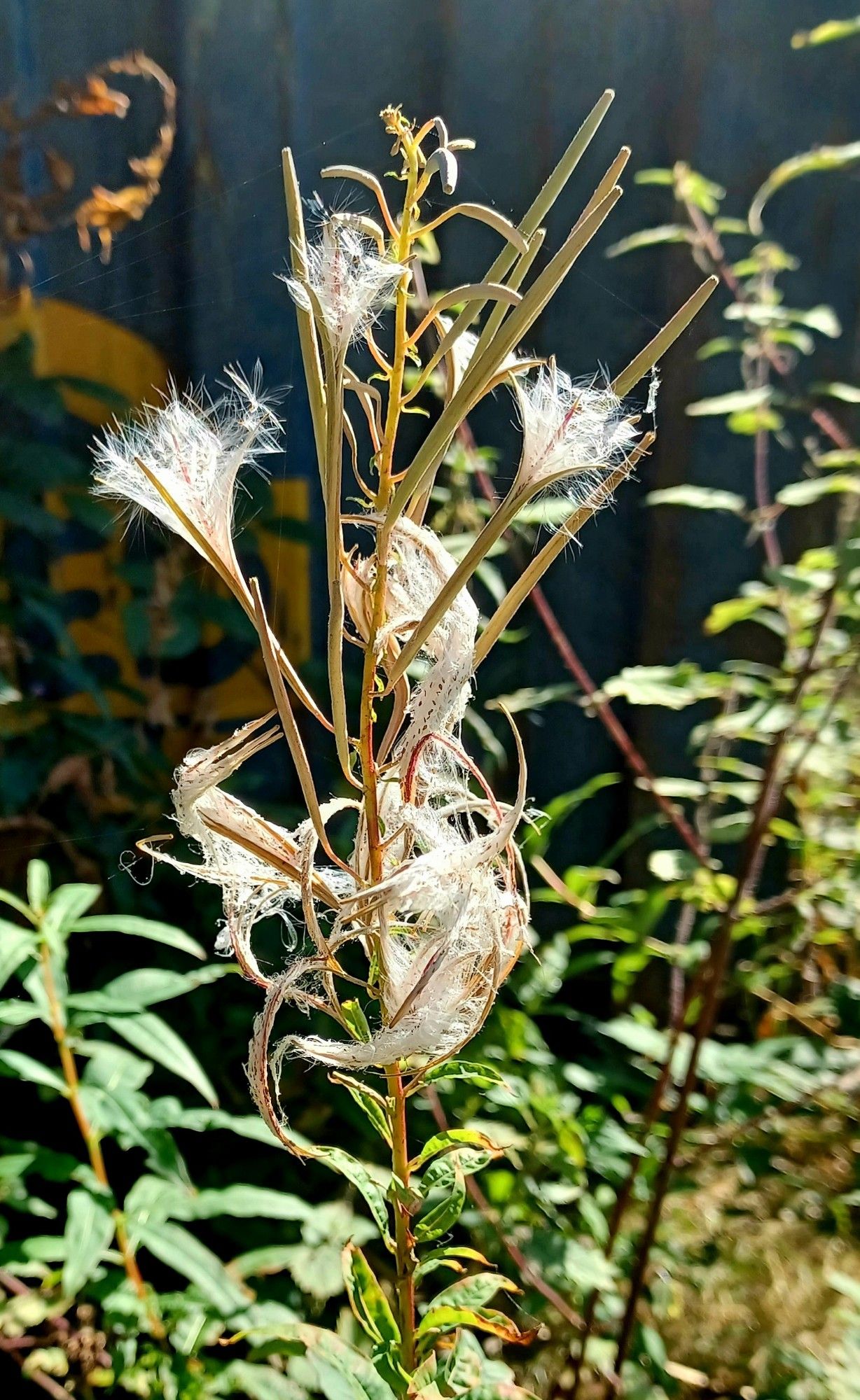 Fireweed plant, long thin seedpods have explosively unfurled to revel the white fluffy payload within