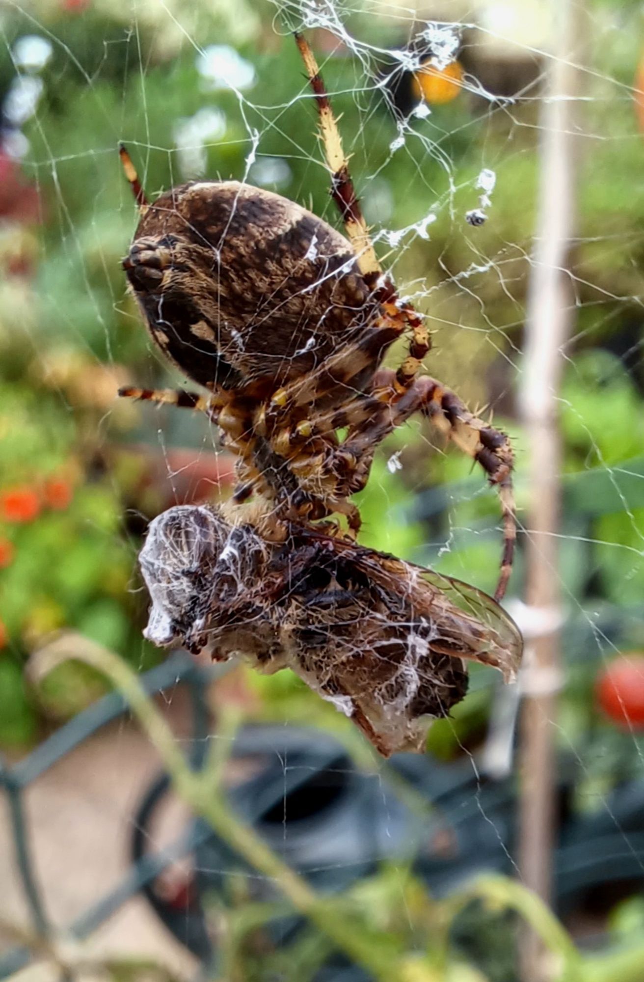 Orb-weaver spider on its web attending to a partially cocooned fly