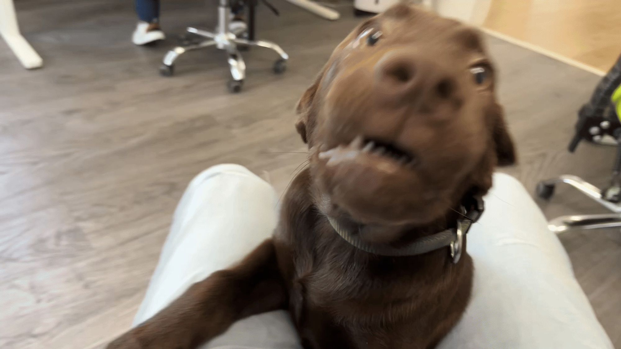 2 Monate alte Labrador-Dame zwischen meinen Beinen zeigt Zähnchen.