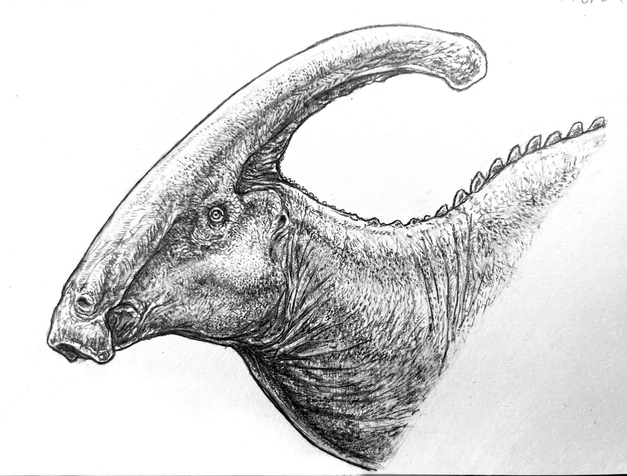 Parasaurolophus