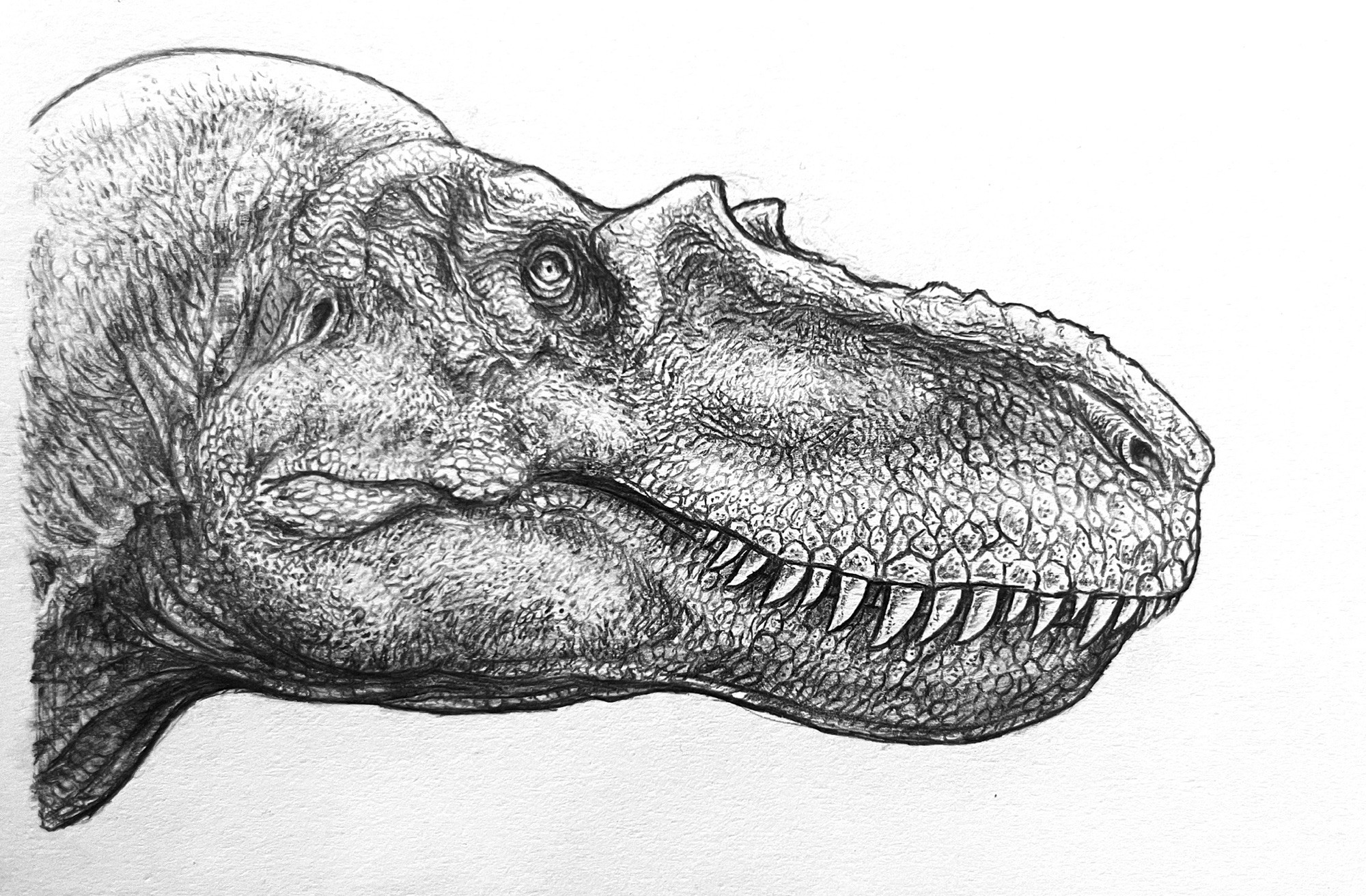 Albertosaurus