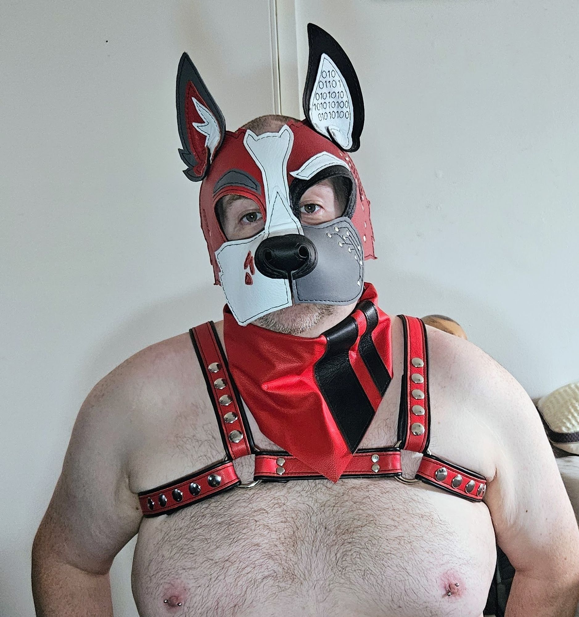 Nude pup wearing leather harness, bandana, hood.