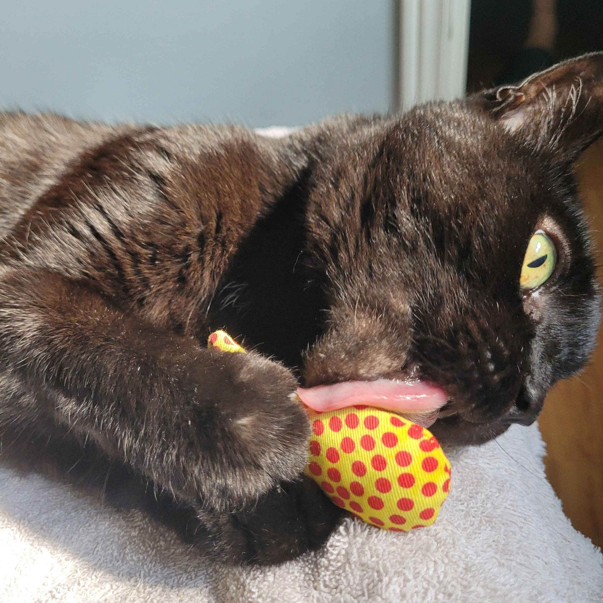 A black cat, dark brown in a beam of sunlight, holds a catnip fish in his paws and is licking it.