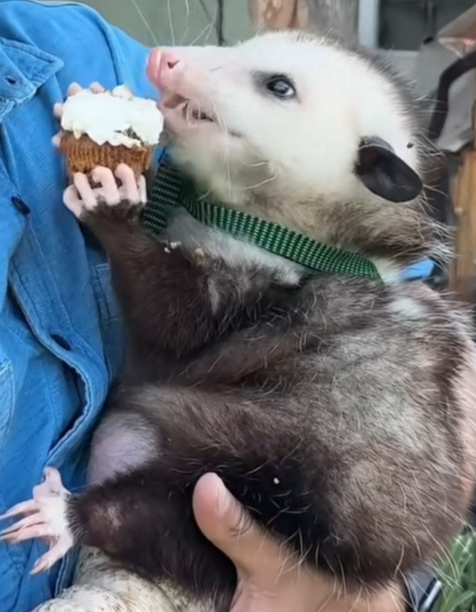 Screenshot of a opossum holding a cupcake and eating it in the hands of a guy

credit: nathanthecatlady on IG