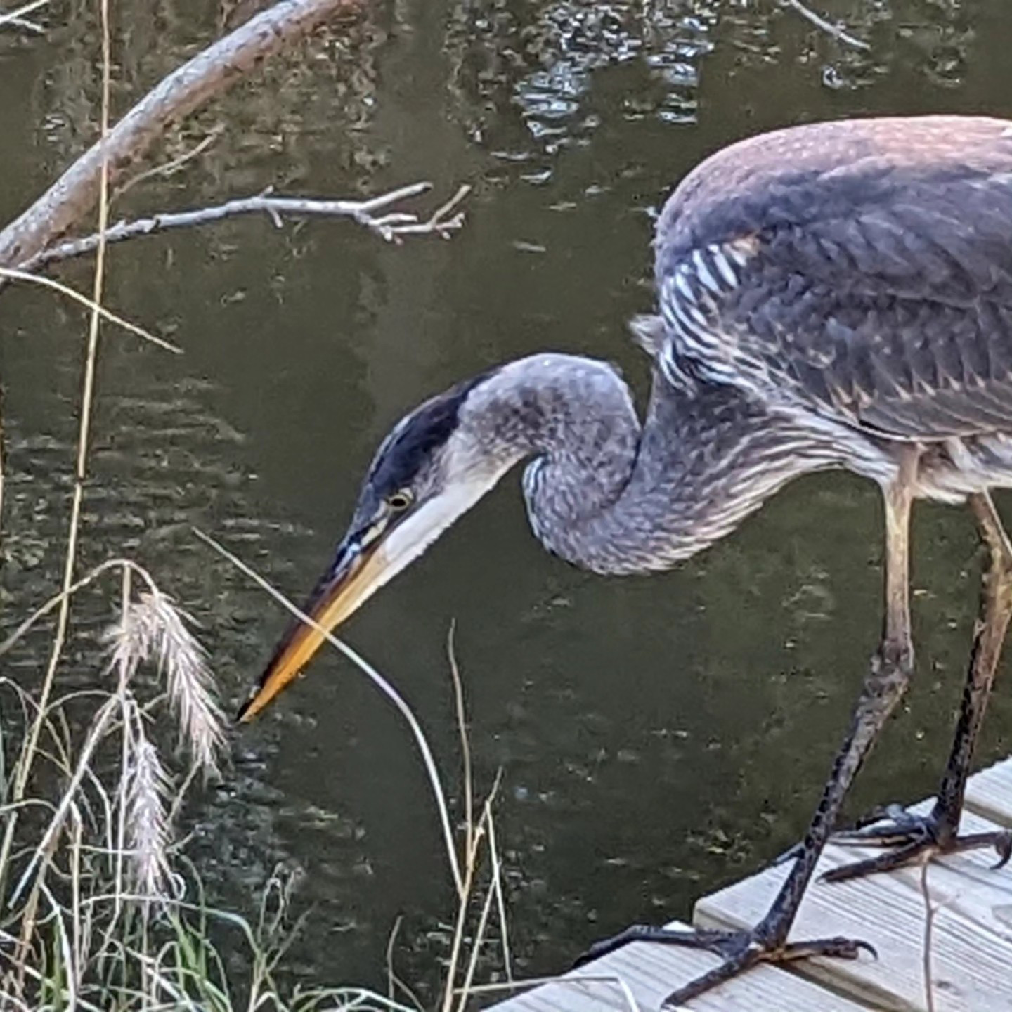 Blue heron fishing