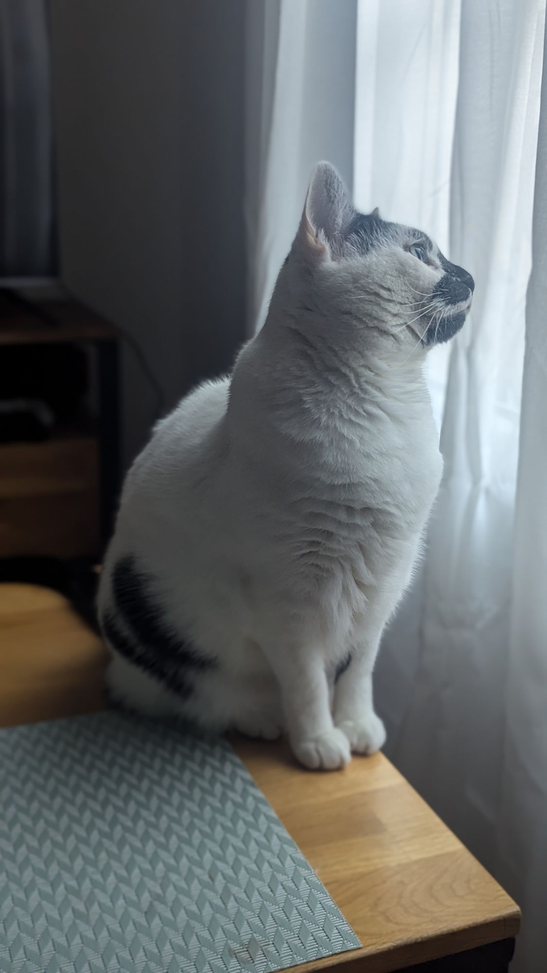 Potichat Pongo, assis sur la table basse, regardant pensivement à travers le rideau de la fenêtre.