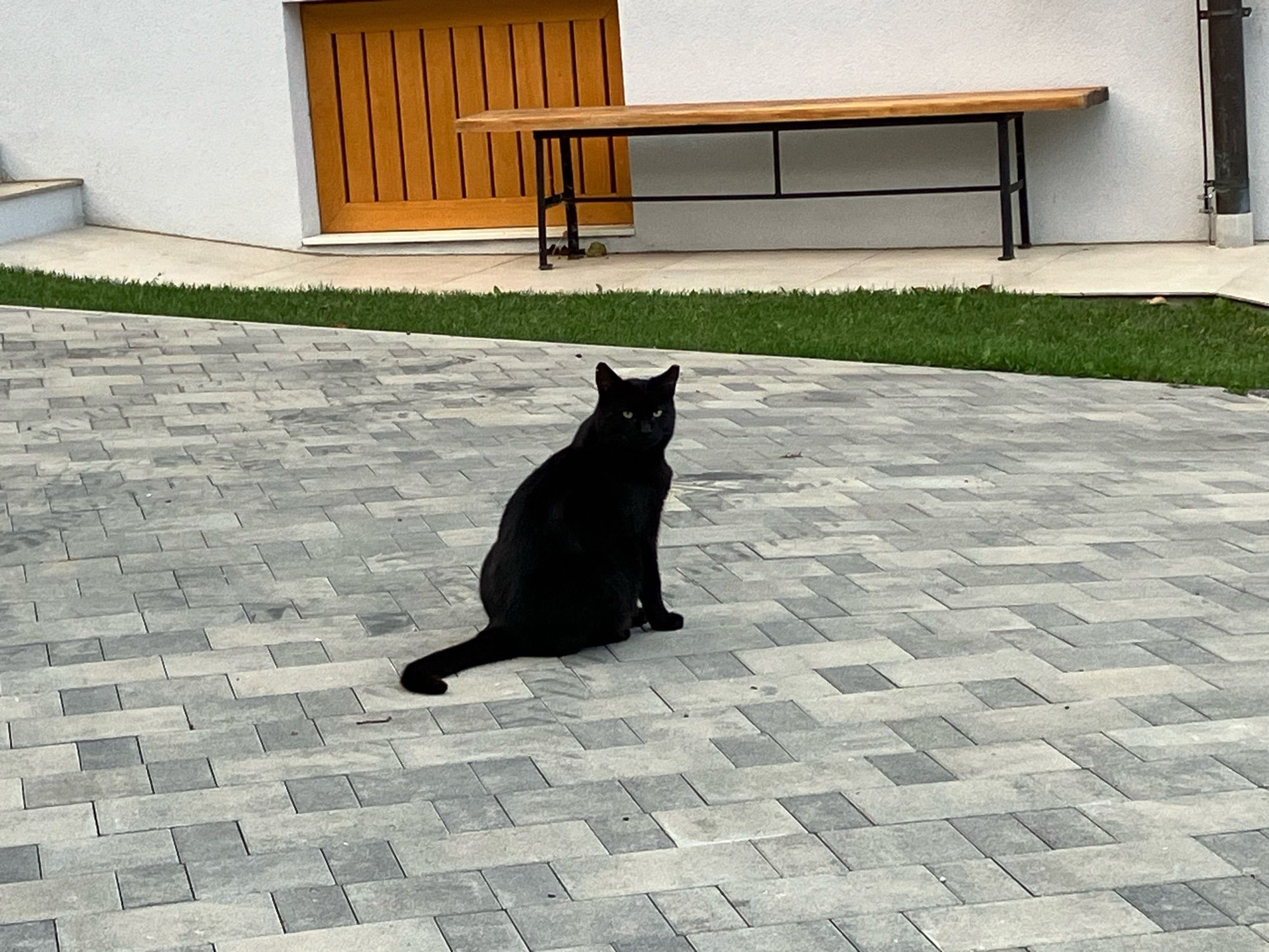 Black cat sitting on the pavement, looking at me