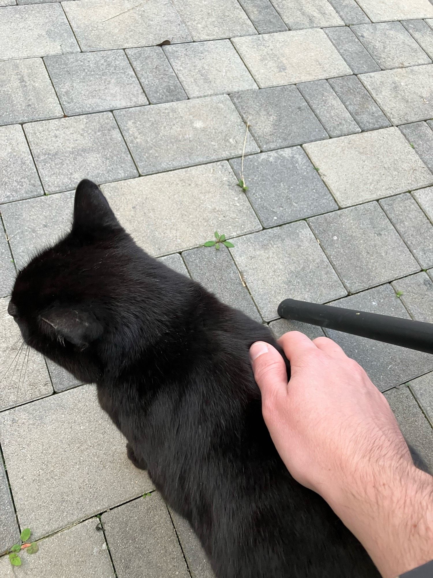 My hand stroking the black cat's back