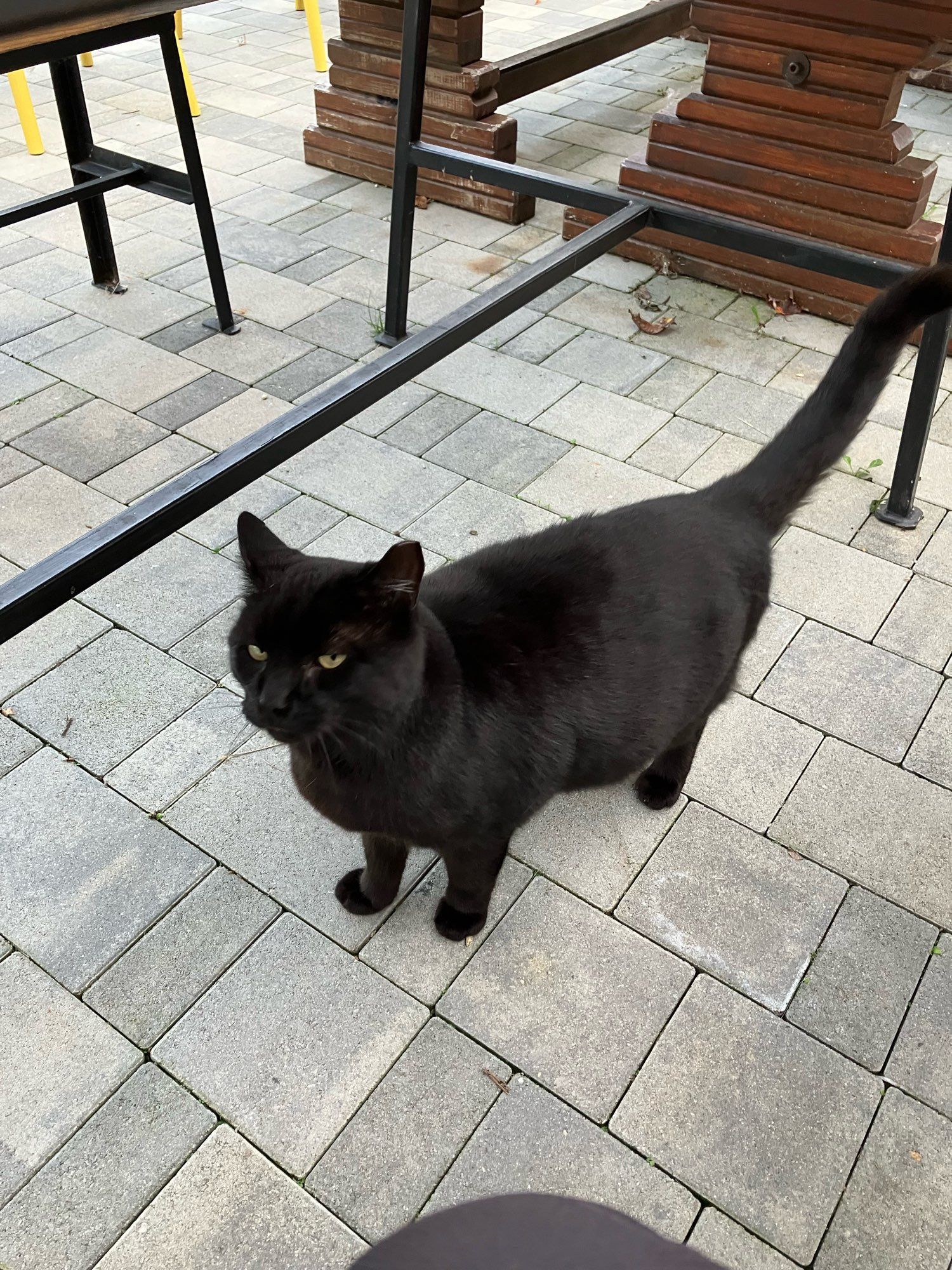 Black cat under the table, looking at me