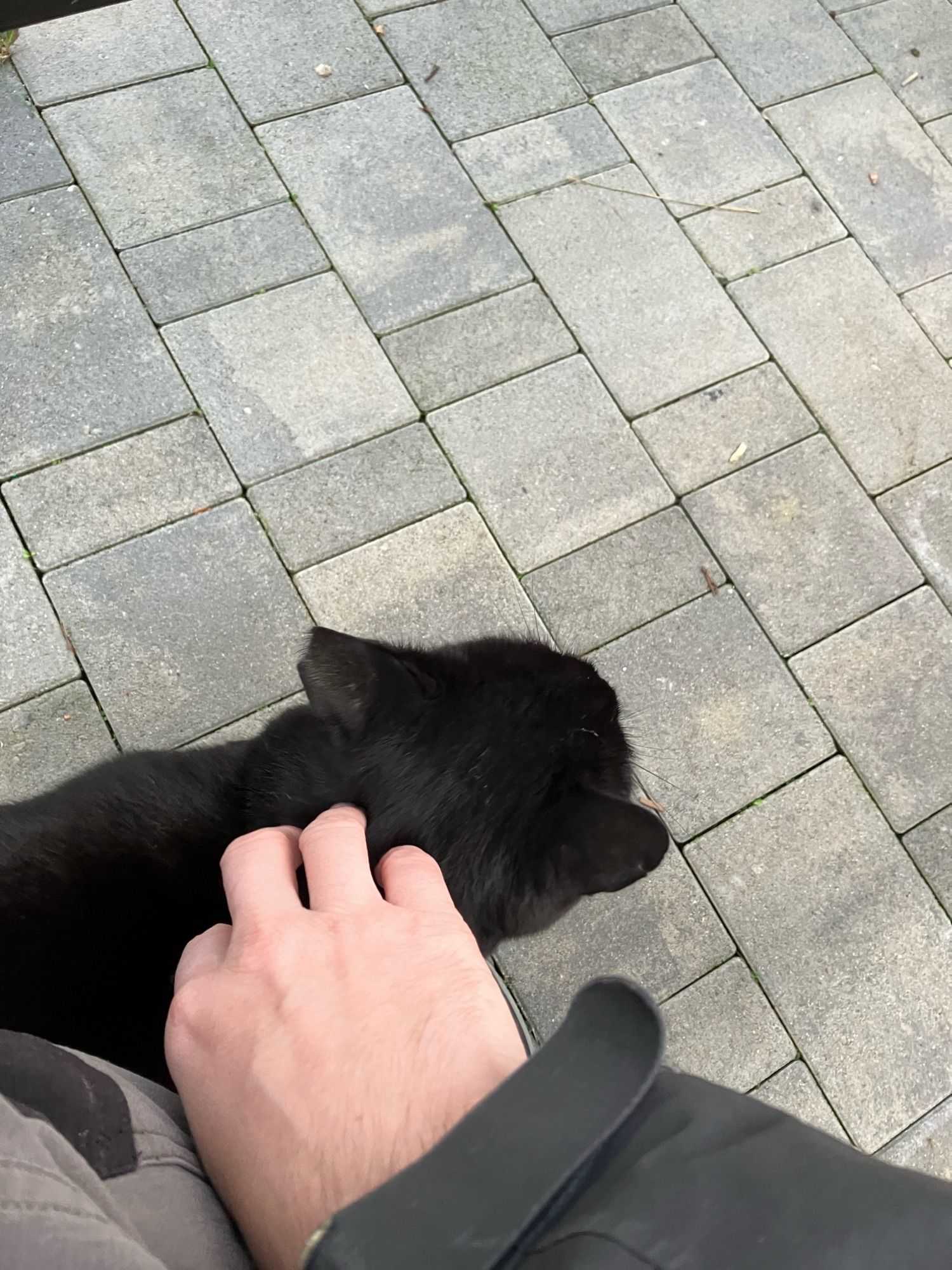 Black cat stroked again next to my leg