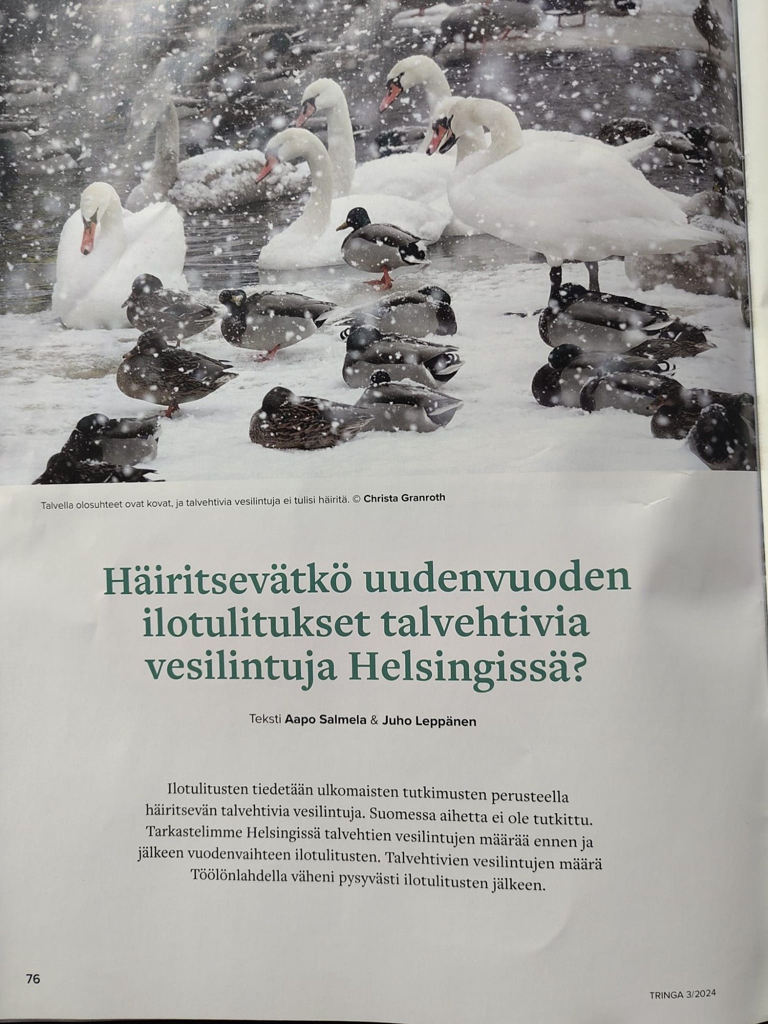 Kuva Tringa-lehden artikkelista "Häiritsevätkö uudenvuoden ilotulitukset talvehtivia vesilintuja Helsingissä?" Ingressissä teksti 

"Ilotulitusten tiedetään ulkomaisten tutkimusten perusteella häiritsevän talvehtivia vesilintuja. Suomessa aihetta ei ole tutkittu. Tarkastelimme Helsingissä talvehtivien vesilintujen määrää ennen ja jälkeen vuodenvaihteen ilotulitusten. Talvehtivien vesilintujen määrä Töölönlahdella väheni pysyvästi ilotulitusten jälkeen."