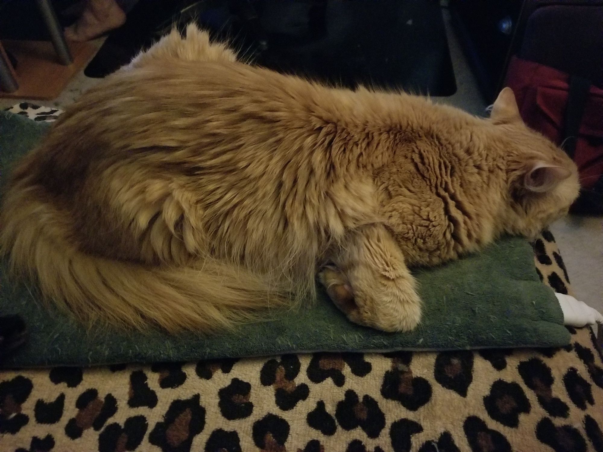 Fluffy orange cat sleeping on a green heating pad. His chin is flat on the heating pad and his front legs are "chicken winged" out to the sides.