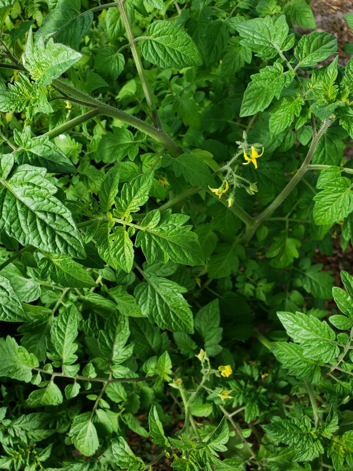 Picture of Tomato plants in full Bloom w/small Tomatoes growing