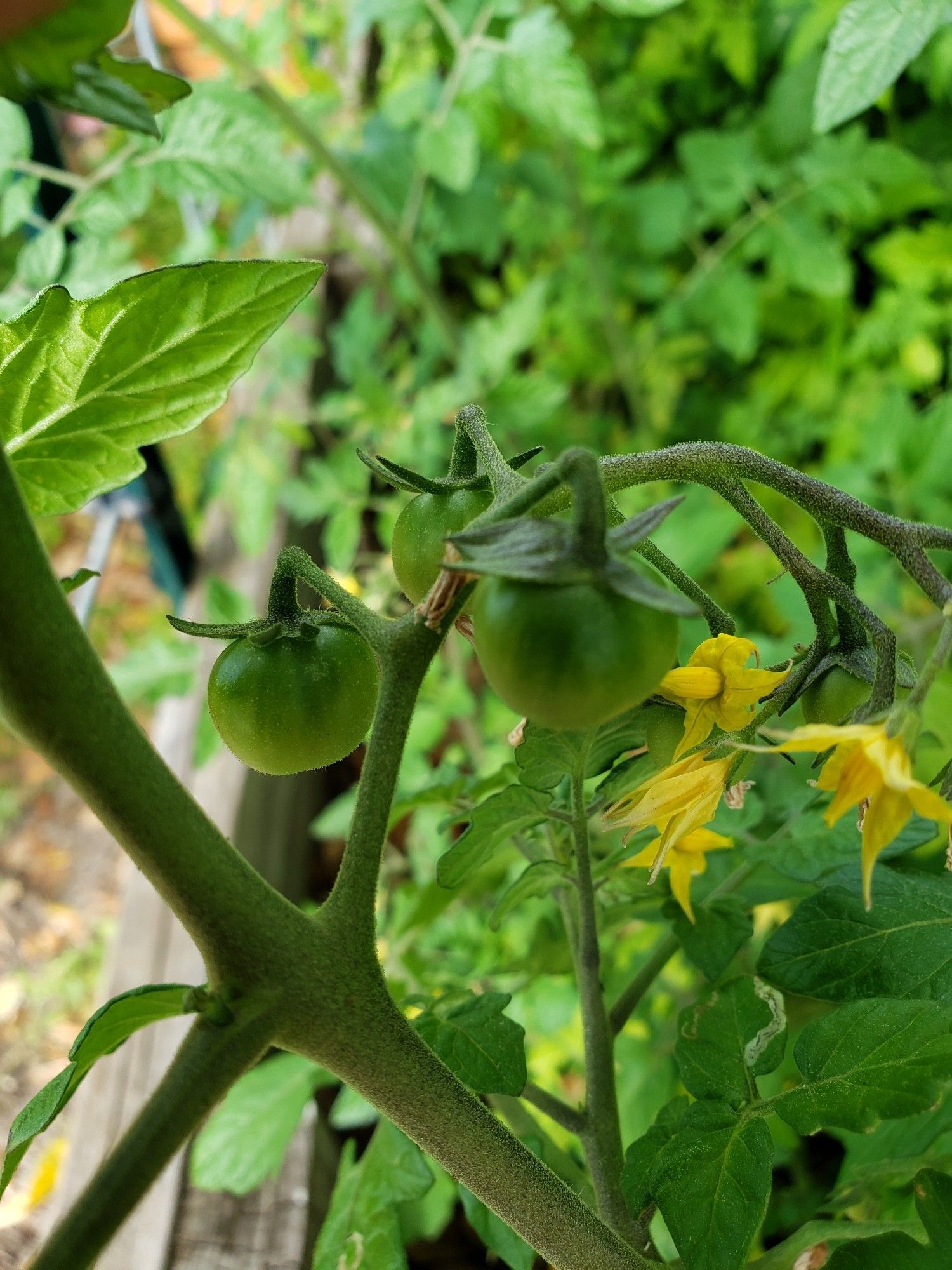 Picture of Tomato plants in full Bloom w/small Tomatoes growing